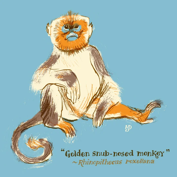 Golden SnubN Monkey 120715 copy.jpg