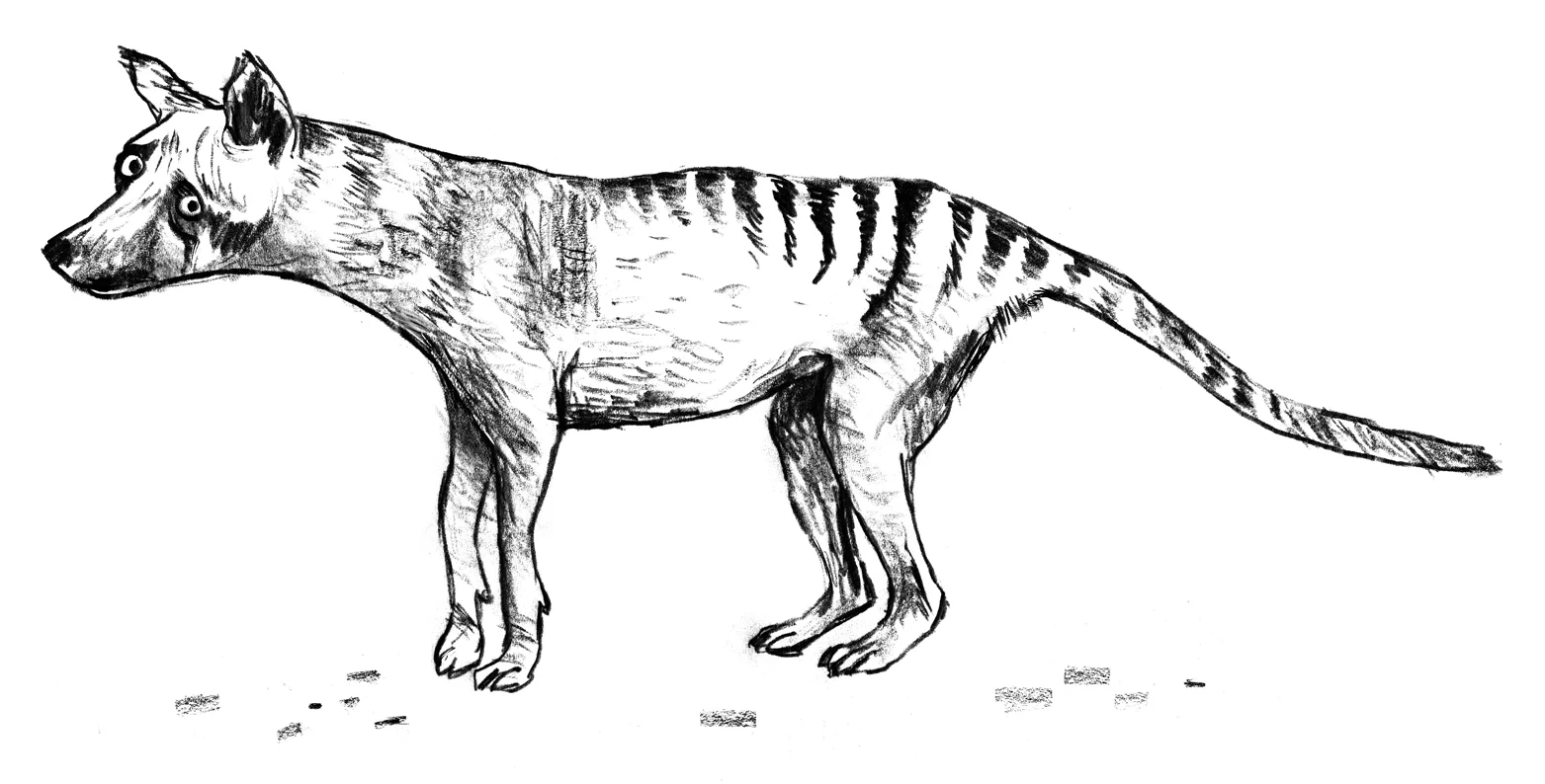 Thylacine FINAL.jpg