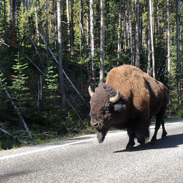 It&rsquo;s only annoying when OTHER people stop for Bison... Great day in Yellowstone crossing the Hayden Valley (saw more skulls/herons/mud pots than people) then meeting up with @juweewee for a geothermal date night