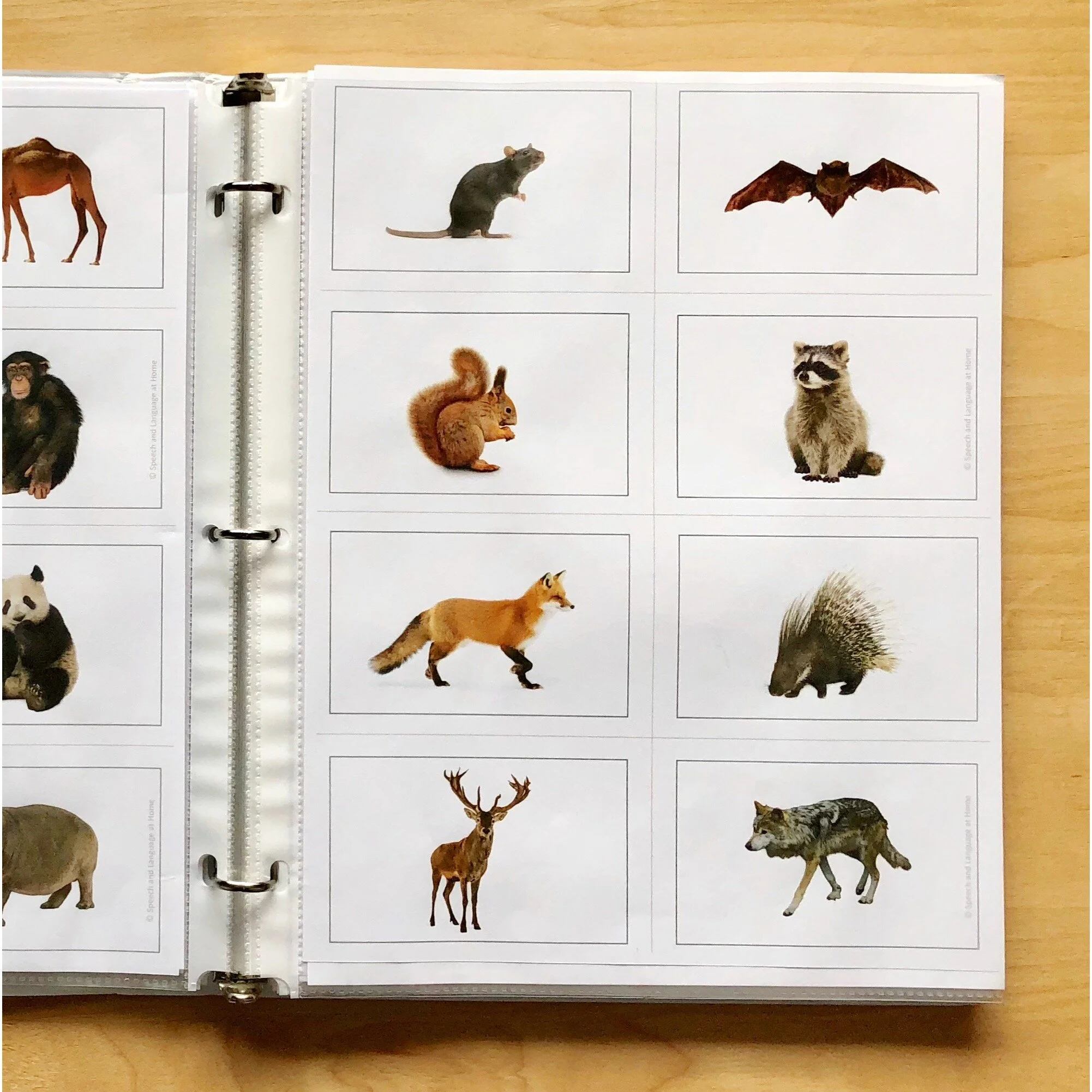 Photo Cards - Speech, Language, Vocabulary, ELL, Phonemic Awareness