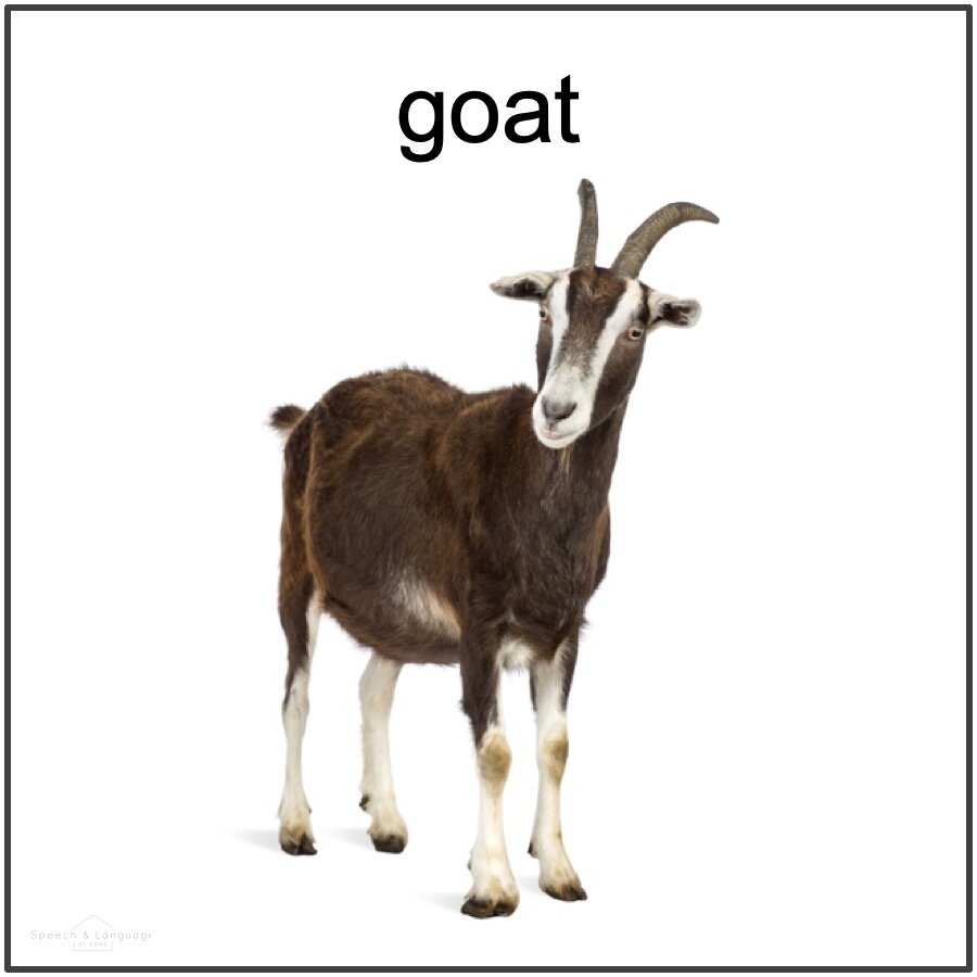 Picture card of a goat for initial g word