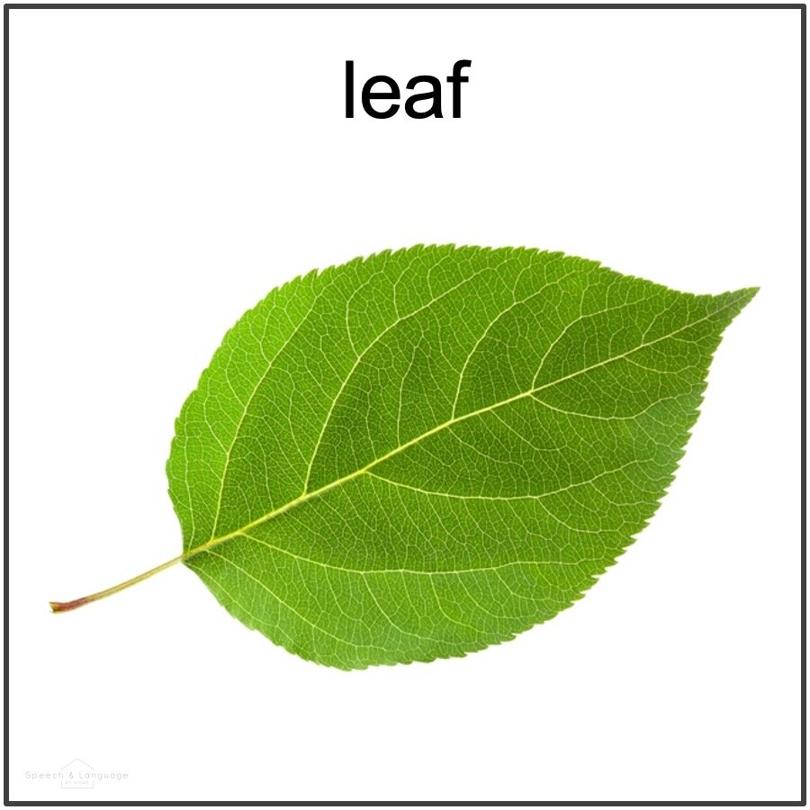 picture card of a leaf for final f word