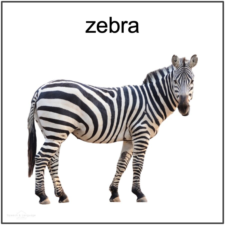 Picture card a zebra for initial z word