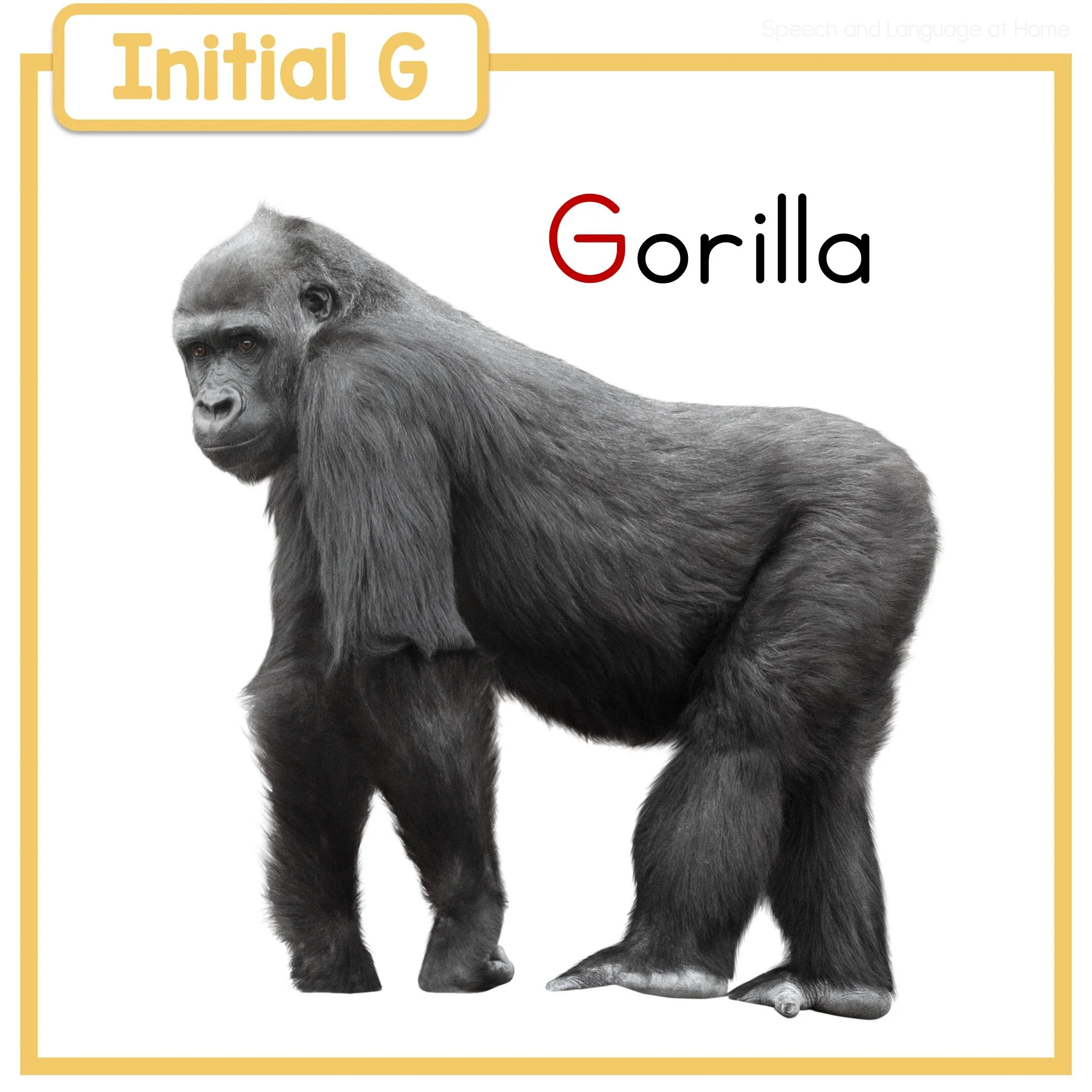 Teaching the /g/ Sound: Hard vs. Soft G with Speech Therapy Activities