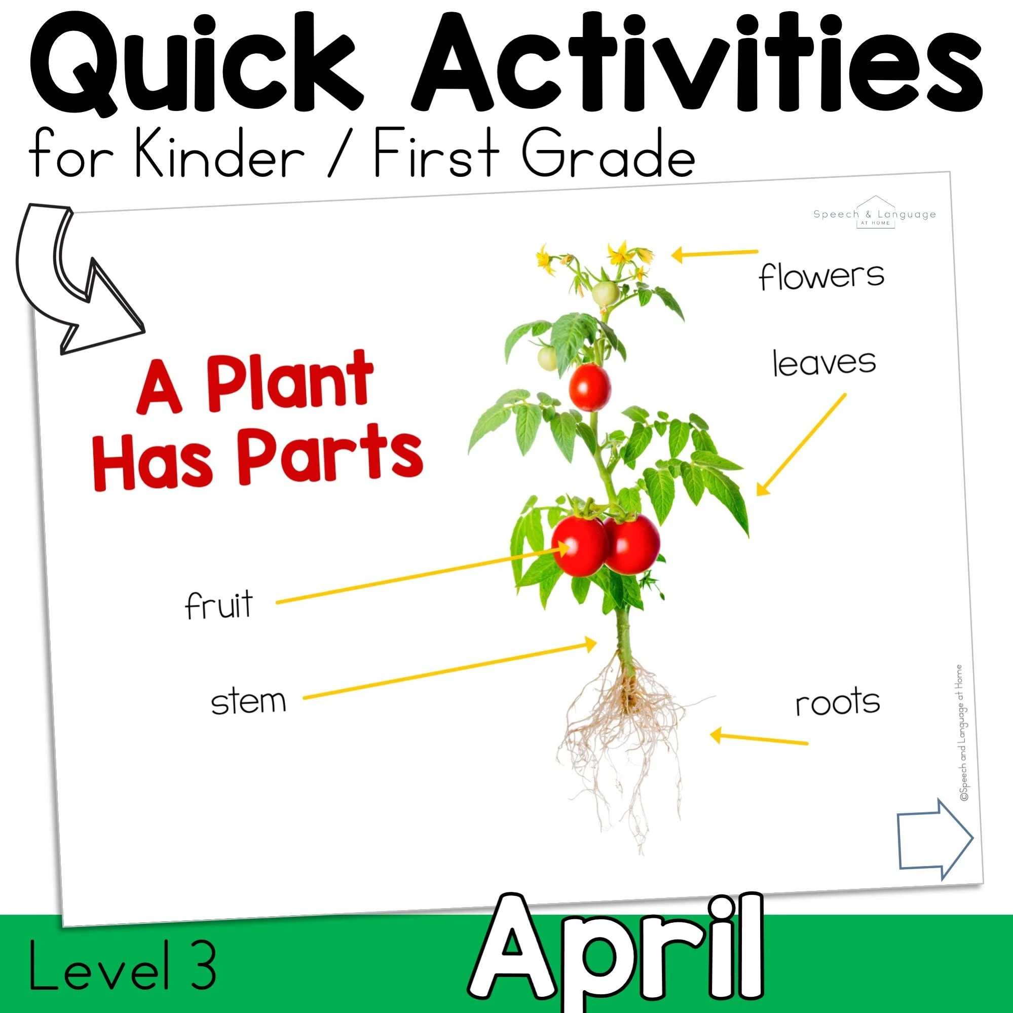 A tomato plant labeled with arrows pointing to it's parts; flowers, leaves, fruit, stem, and roots.