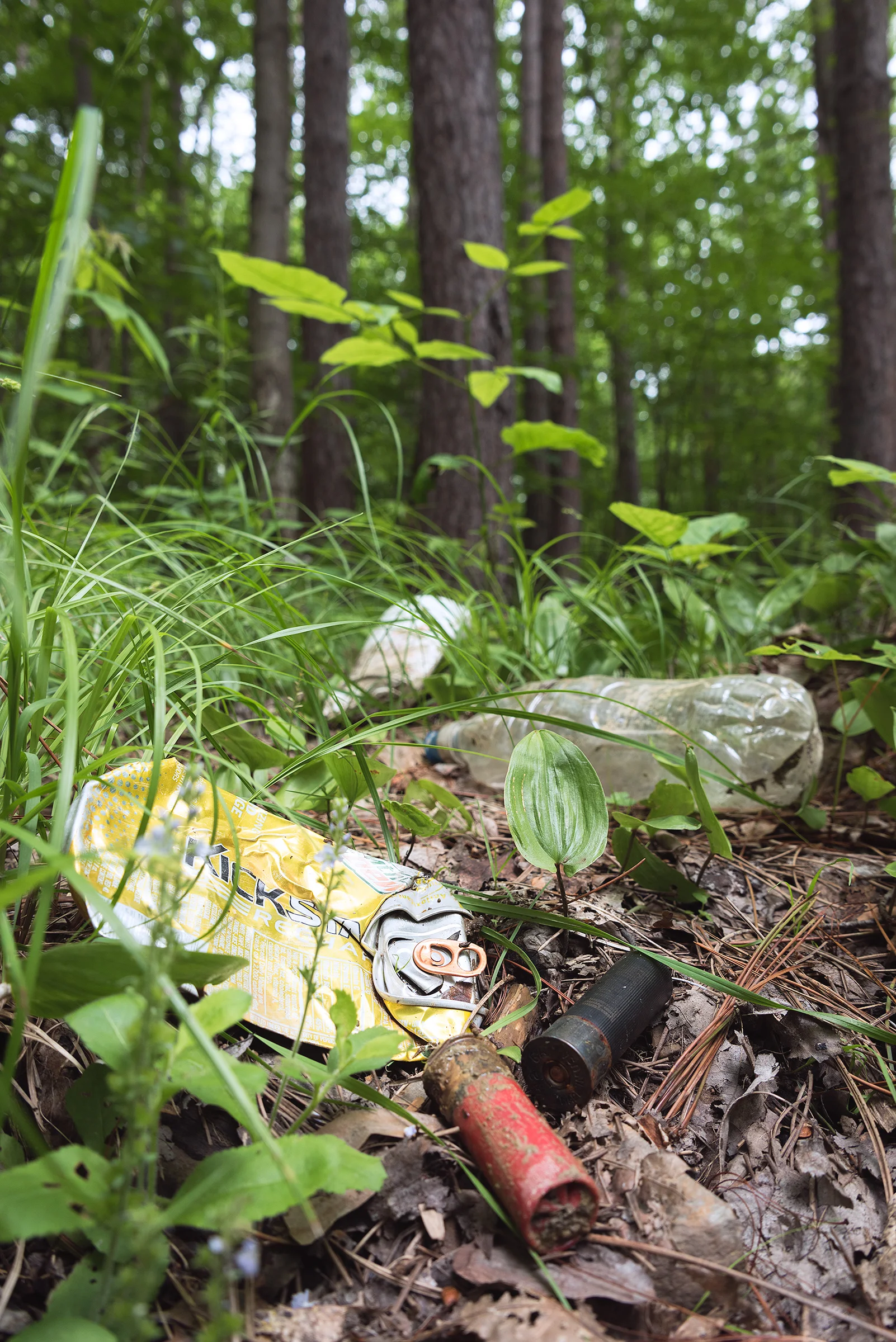 Zachary_Bolton-Hewitt_Forest_Litter_LowRes.jpg