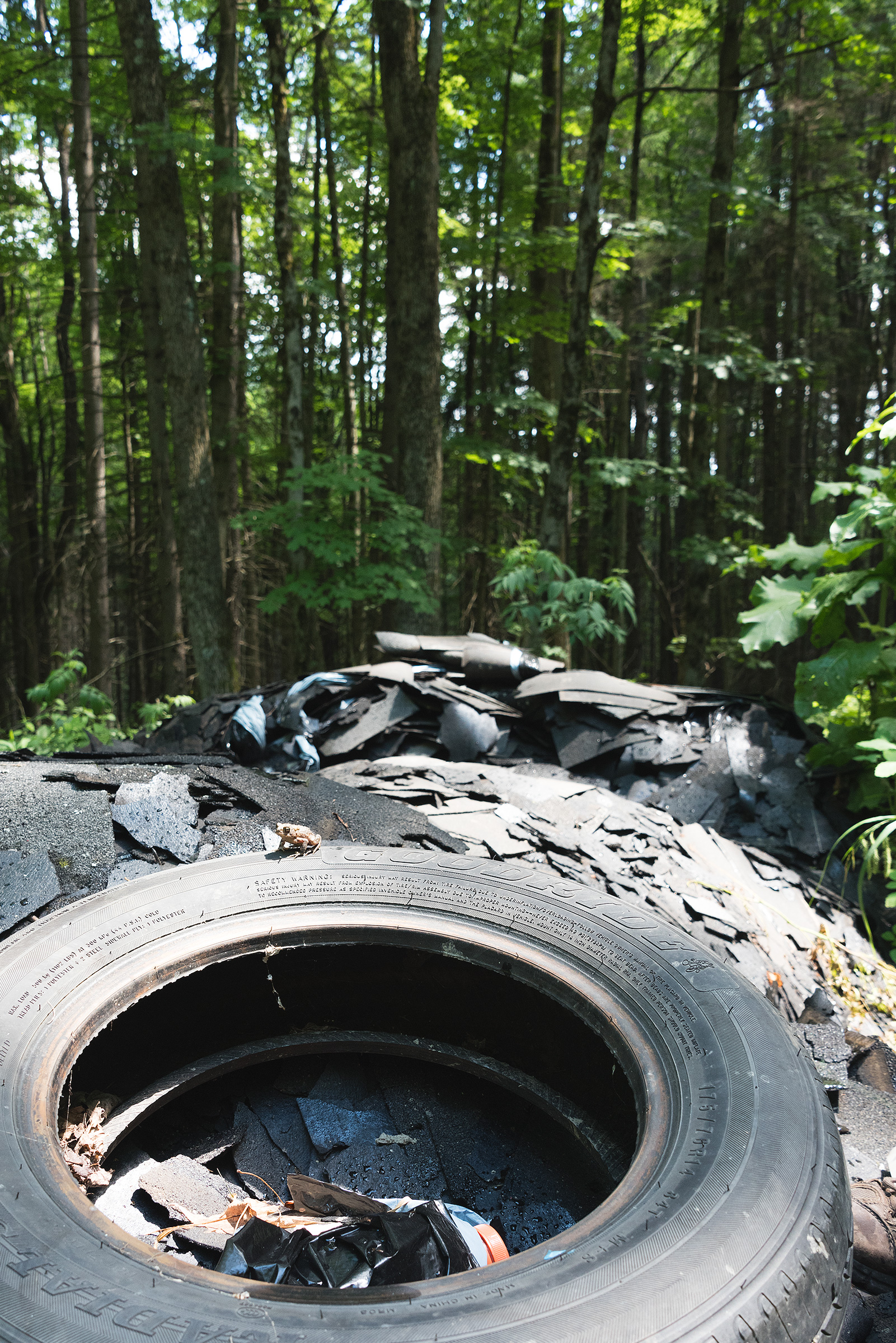 Zachary_Bolton-Toad_And_Tire_LowRes.jpg