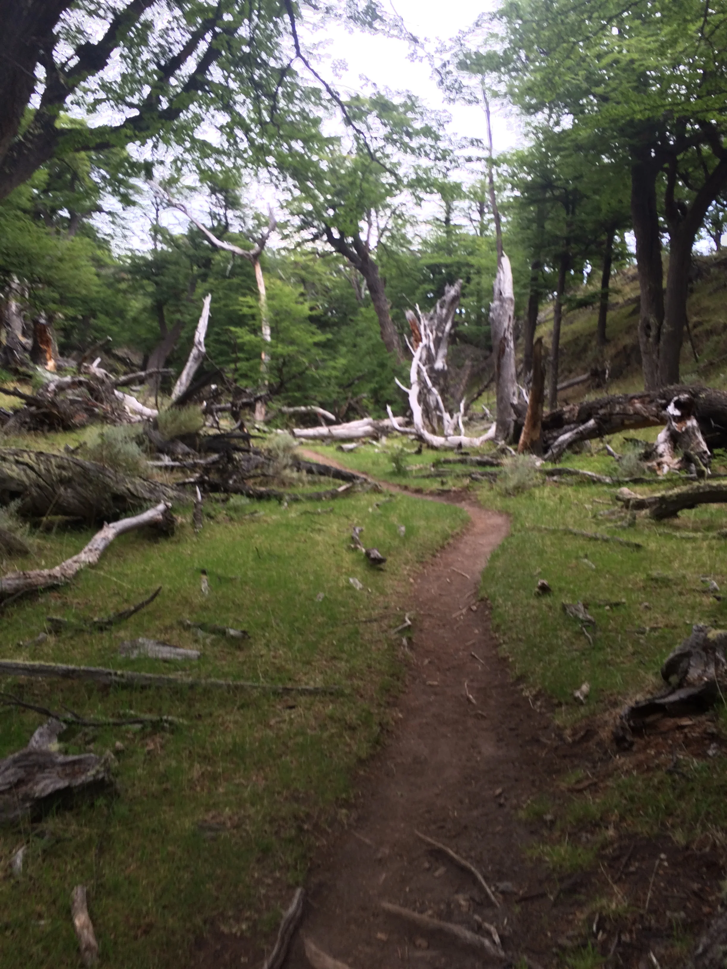 The trail to Fitz Roy