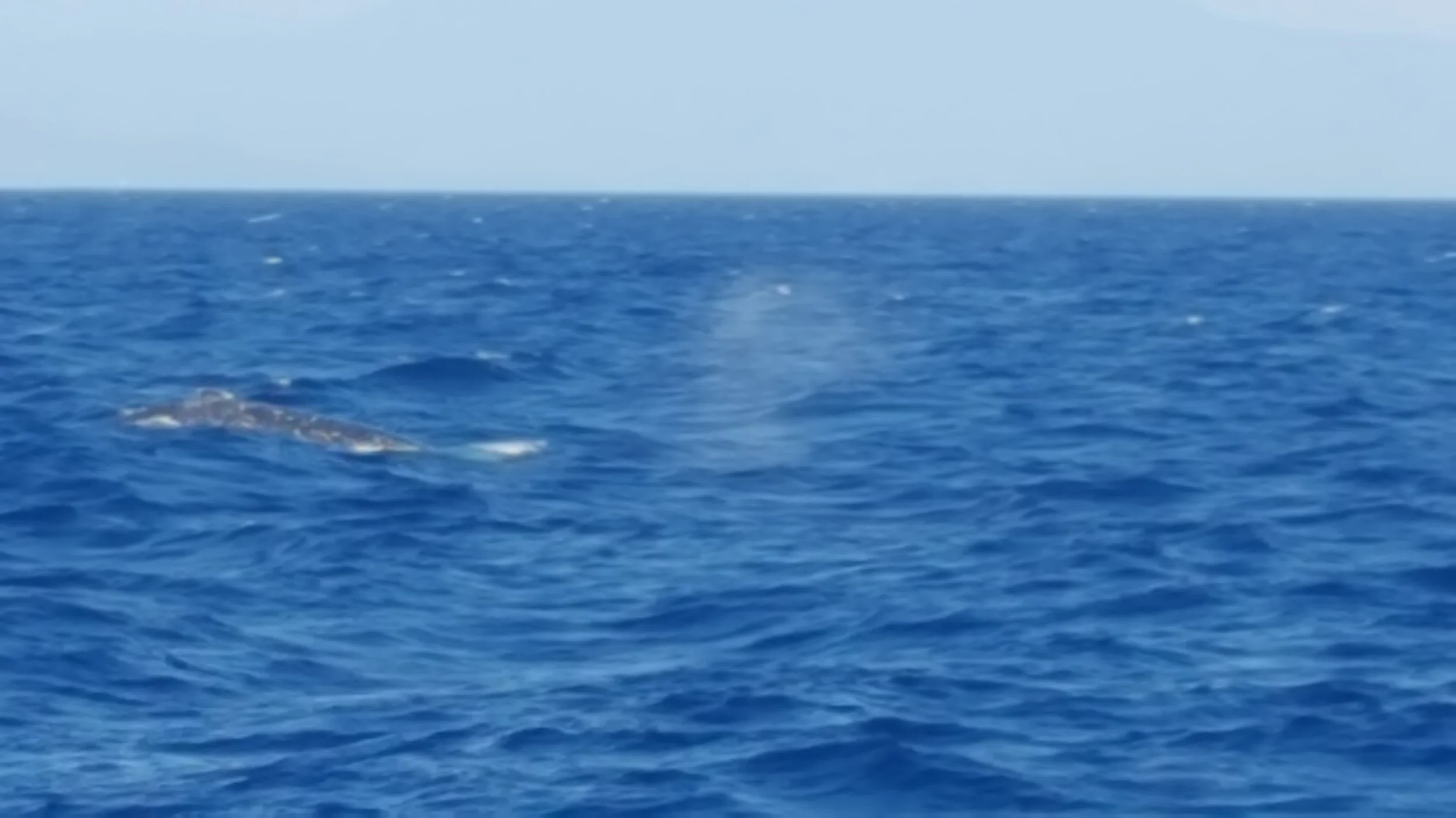 The humpback whale