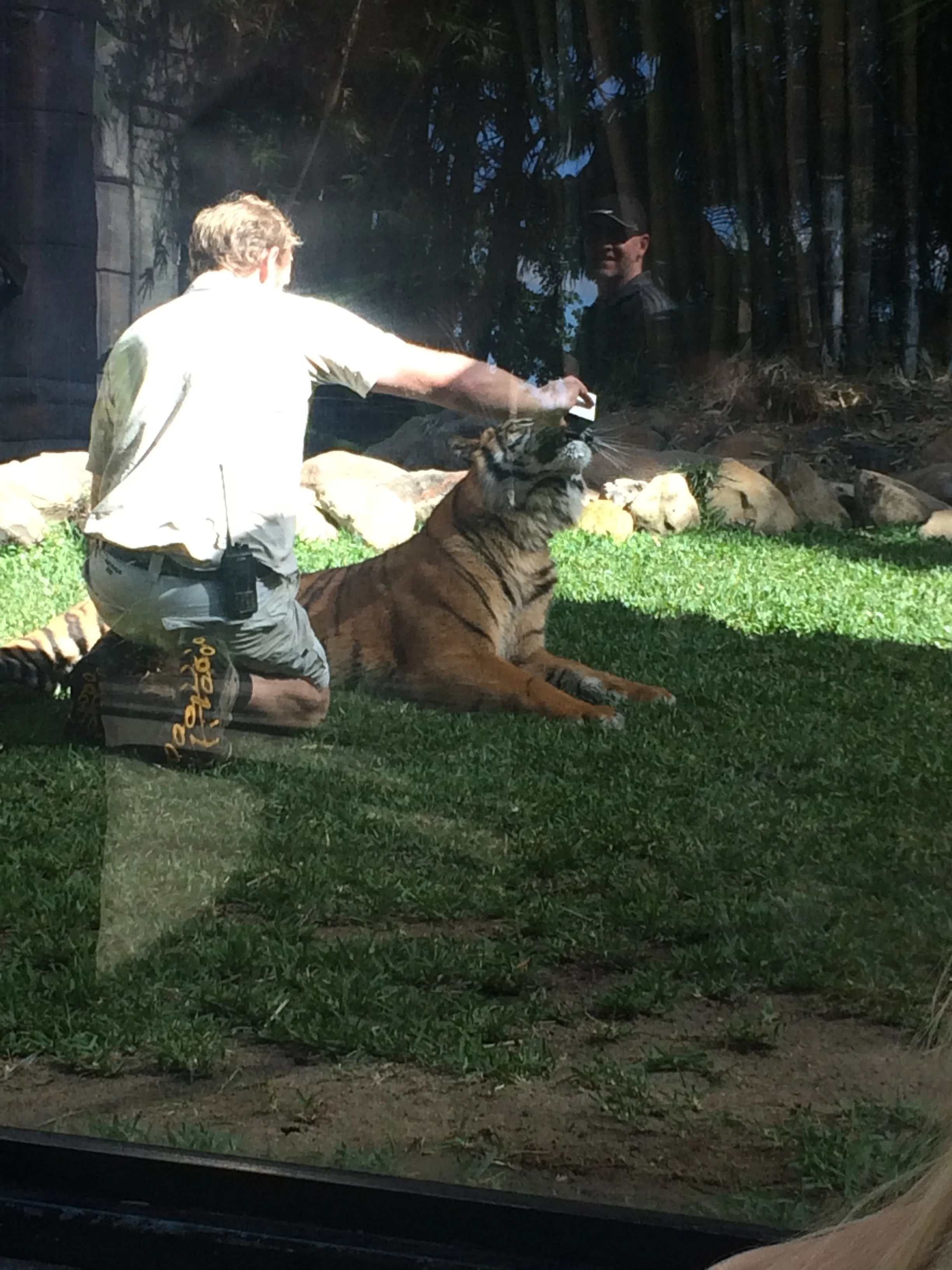 hand feeding milk to the tiger cub