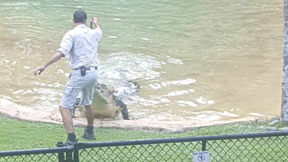 Hand feeding meat to a 15 foot croc