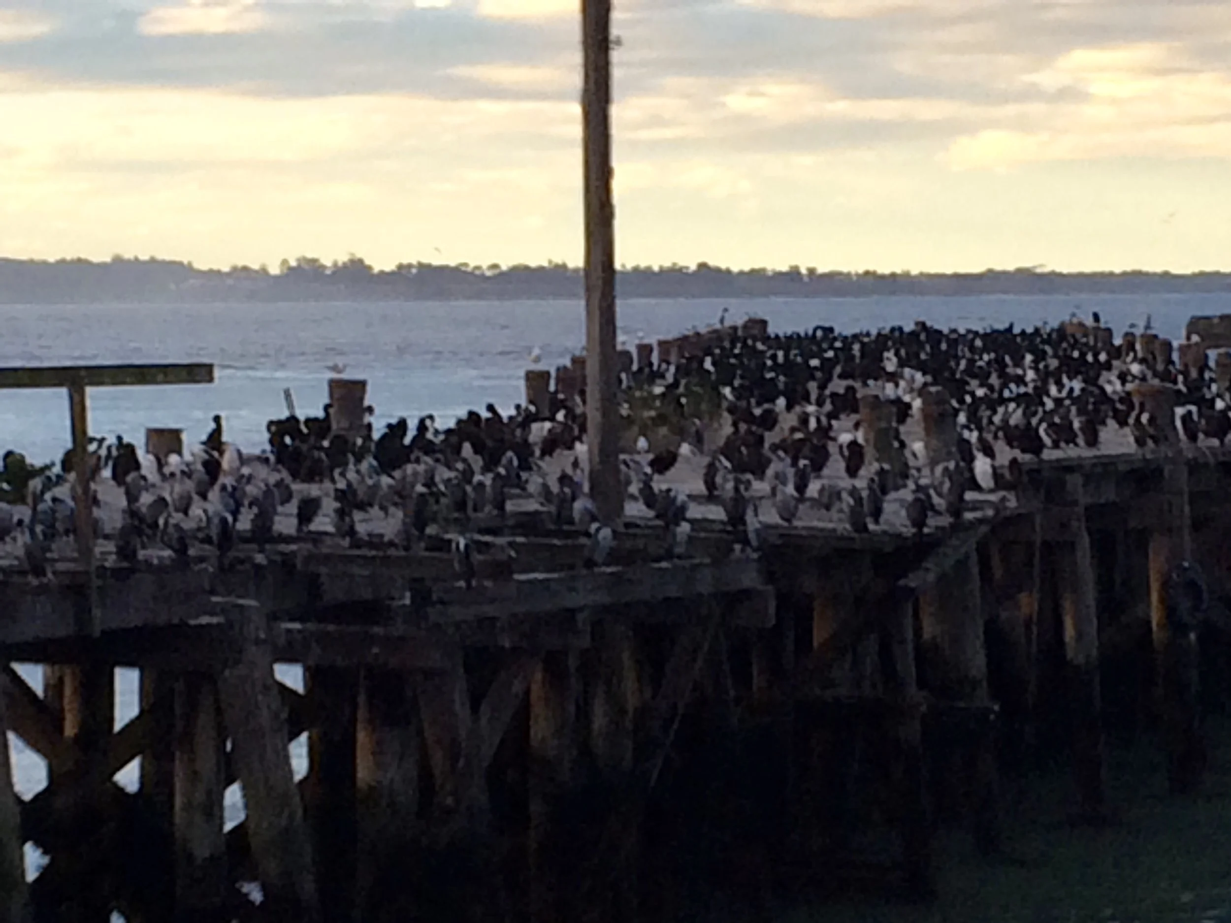 Birds on the pier outside the penguin site