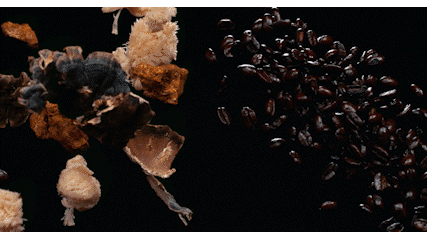 Peak State Coffee Directed By Greg Tango.gif
