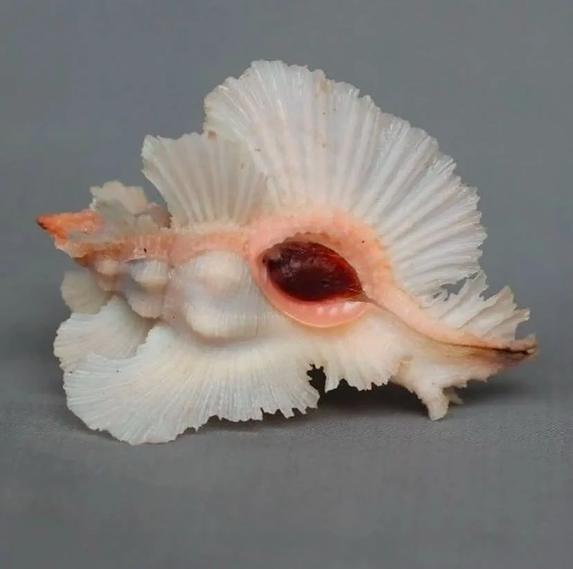 🦛via @lanemarinho #sourceunknown #special