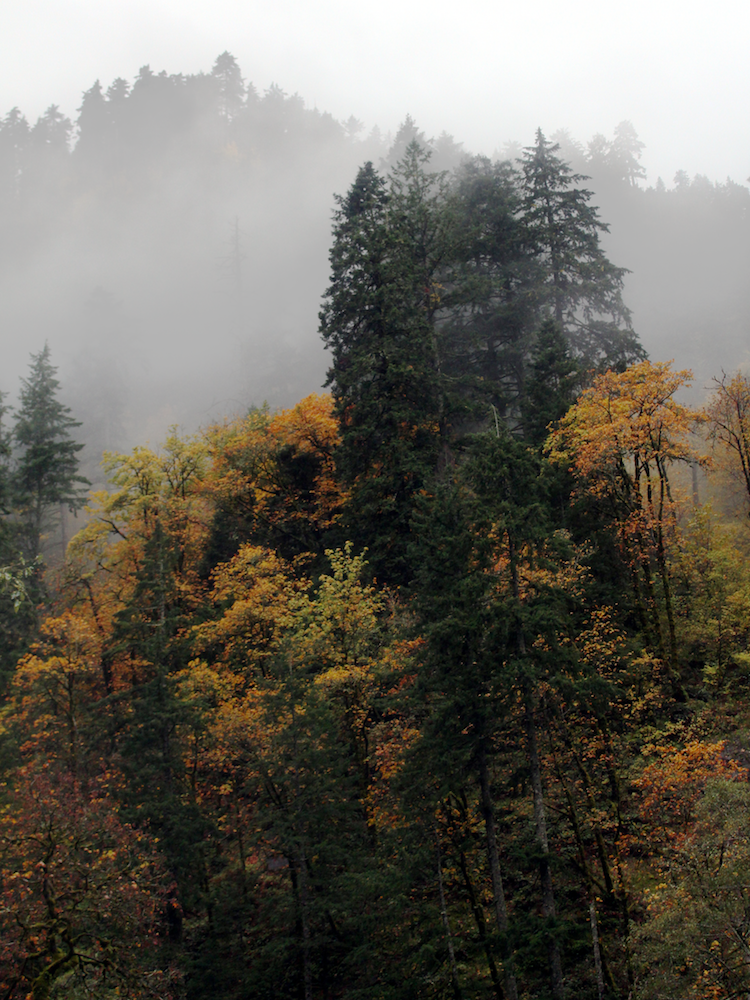 The misty forest afternoon. 