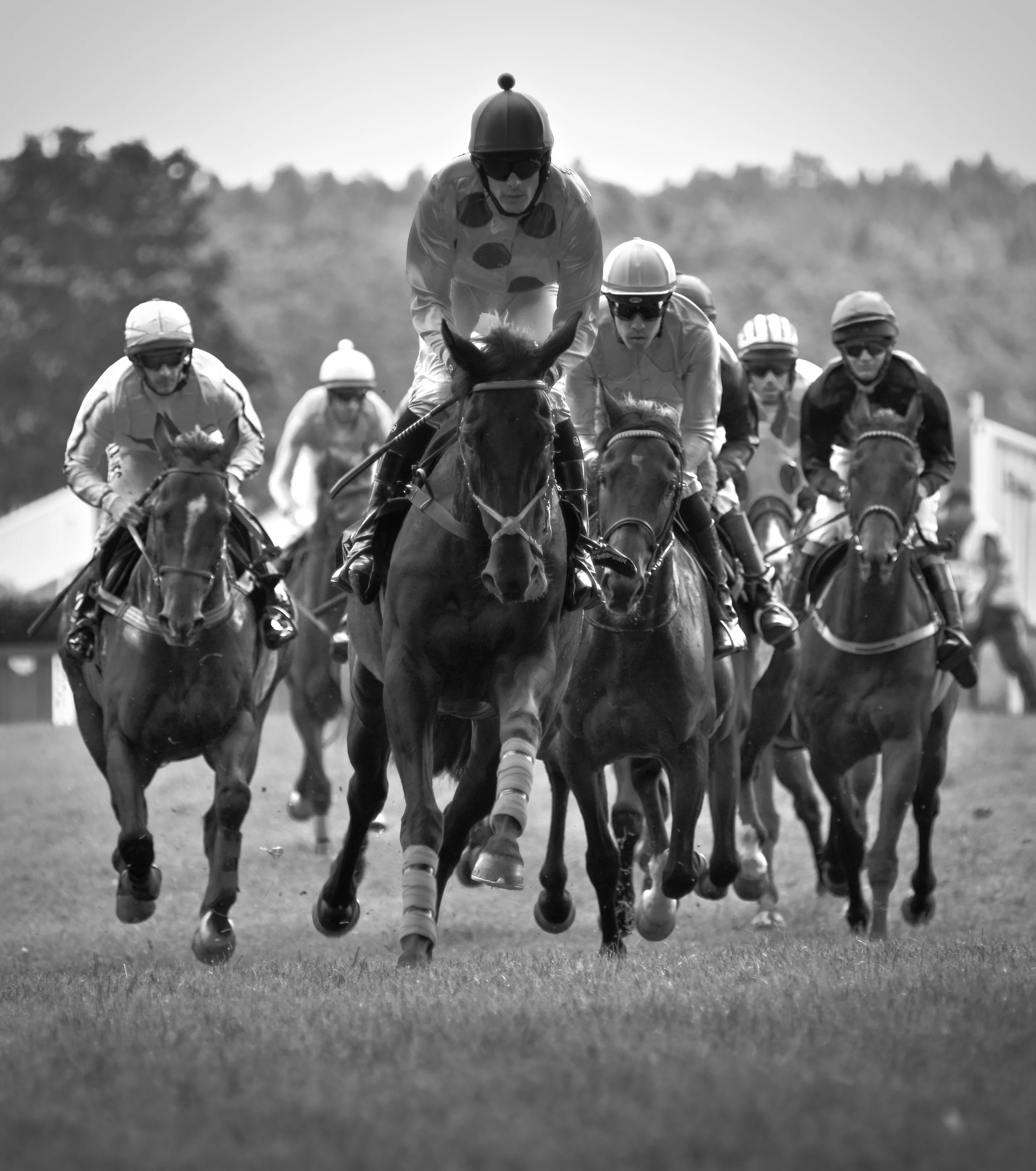 swedish champion hurdle
