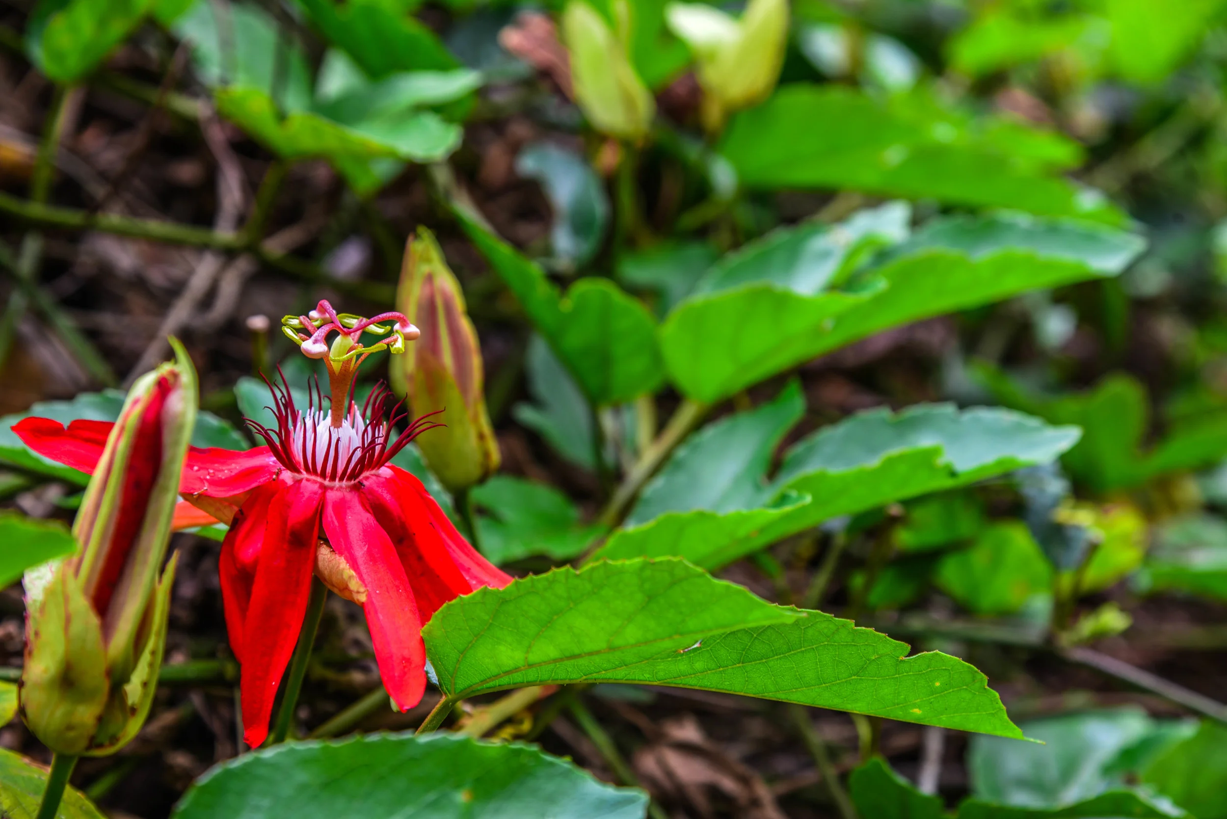 DSC_4695.jpg