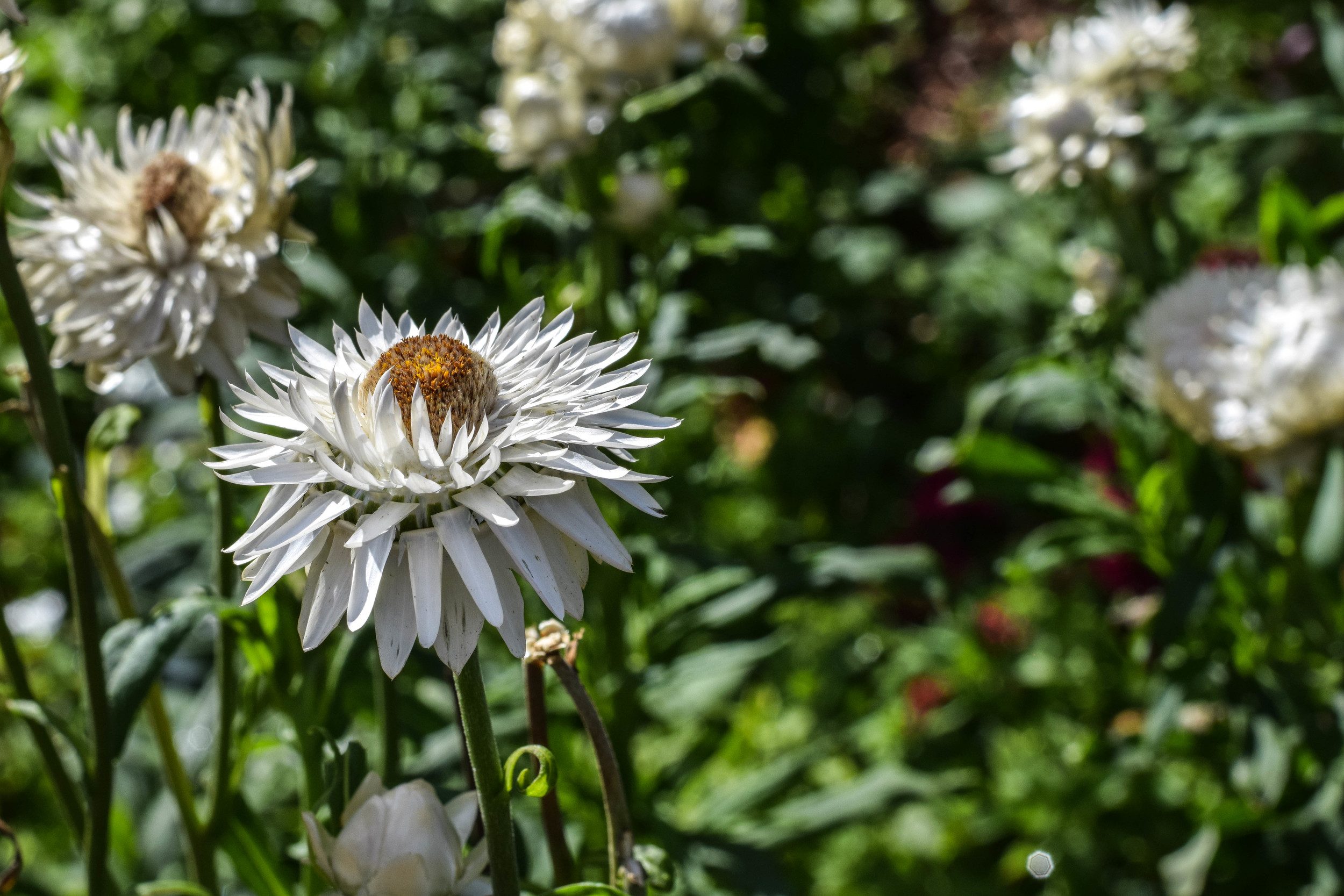 DSC_0631.jpg