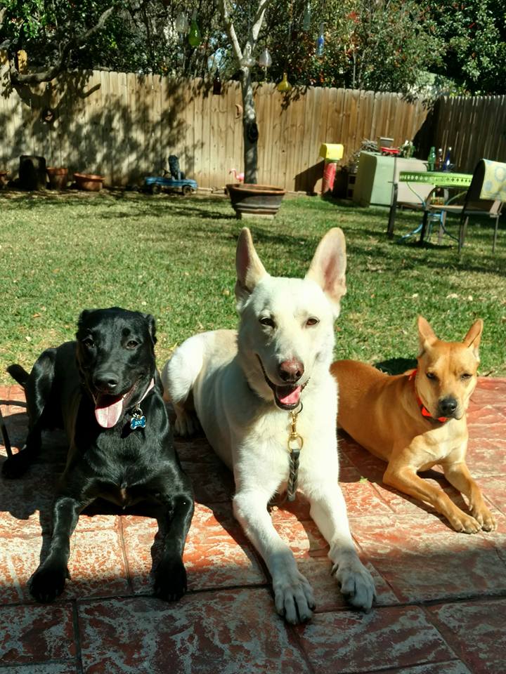 All the Dogs.jpg