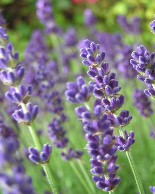 Beautiful-Lavender-flowers-34658218-511-638.jpeg