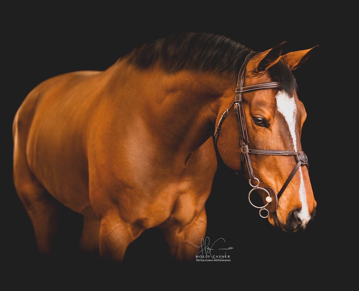 ✨BESPOKEN✨// Owned by @steplojam @sophiajames.eq // Photographed in Thermal, CA // Crossing my fingers that my first show as OP in 2020 doesn&rsquo;t get cancelled! The Evergreen Classic is one of my absolute favorite horse shows of the year &amp; I 