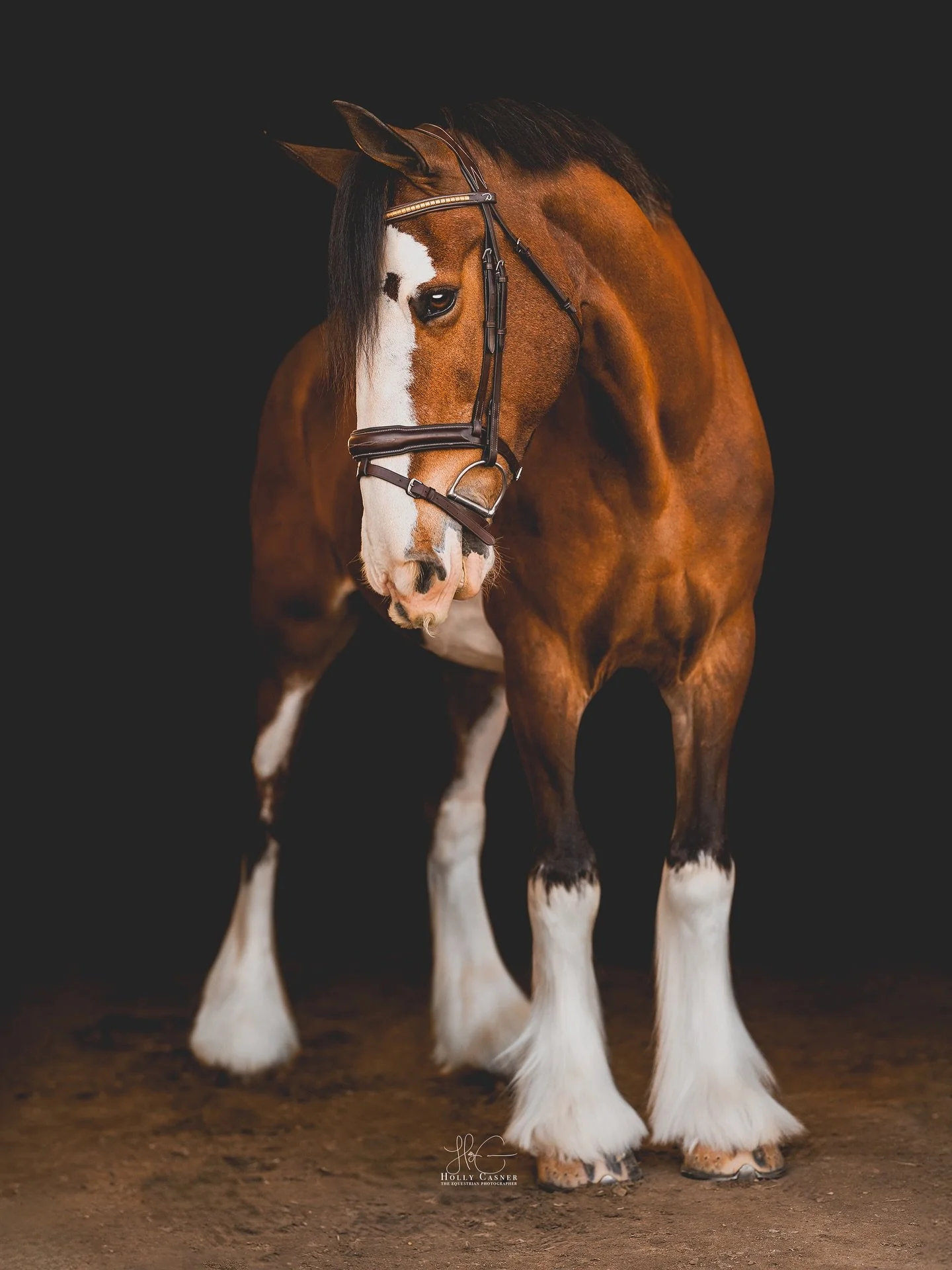Got to check off a bucket list item with this beautiful girl! 🐴 
✅ Equine Fine Art Session with a Clydesdale!