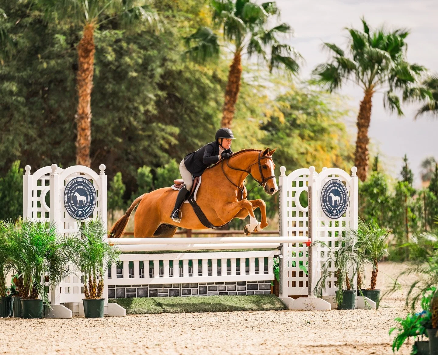 T-4 days until I get to photograph pretty ponies under the palm trees again🌴