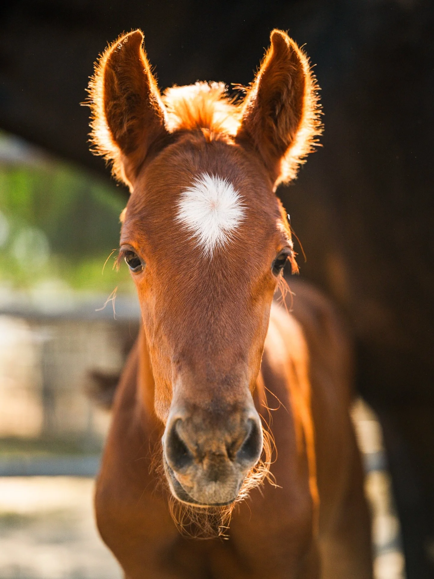 Welcome to the world baby Olivia! 🧡 Only a week old &amp; so special already 😍