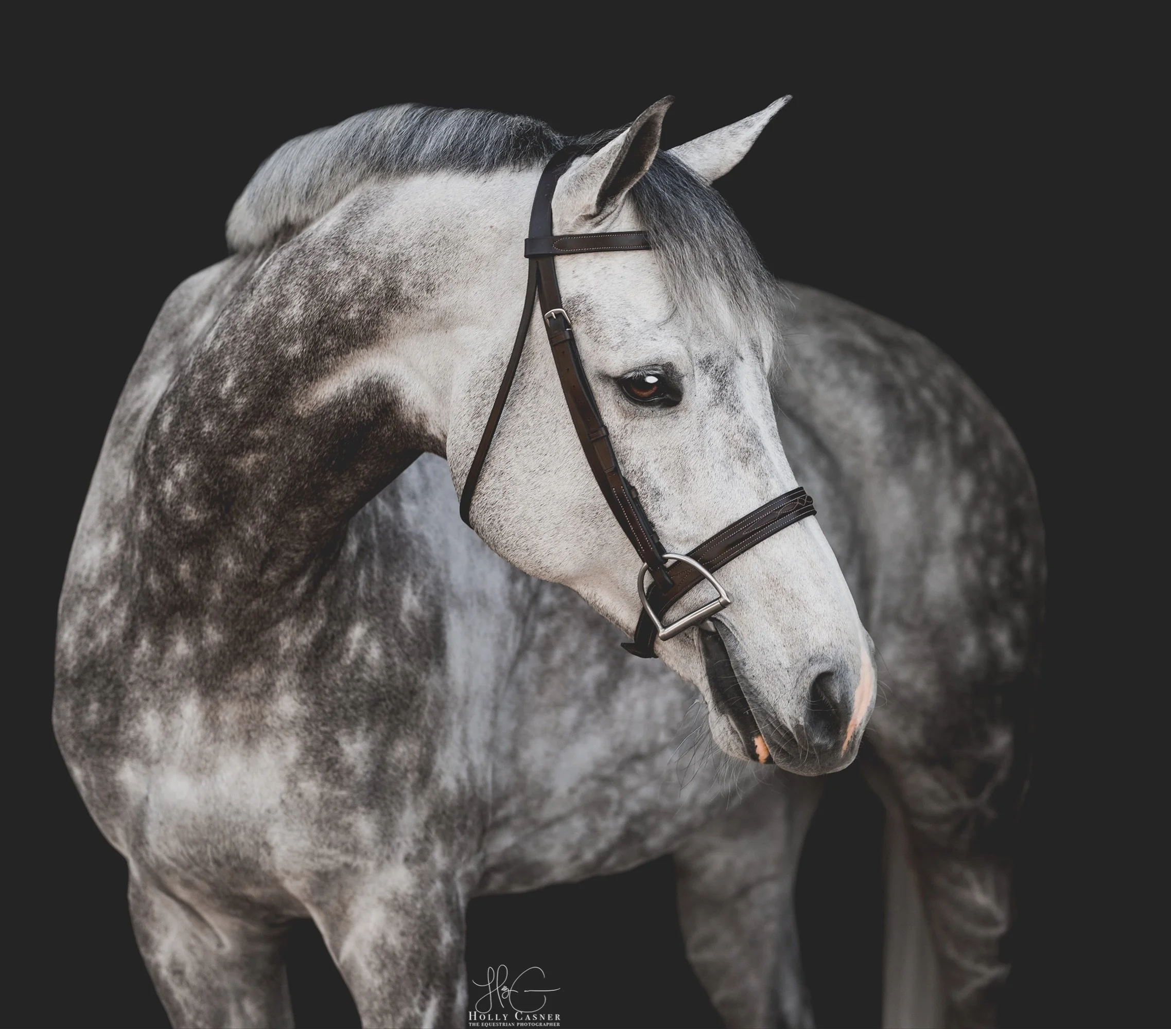 Everyone meet DUMPLING 🥟 
His show name is DIM SUM, I can&rsquo;t 😭🥹