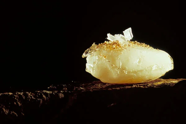 Caramelized quail egg