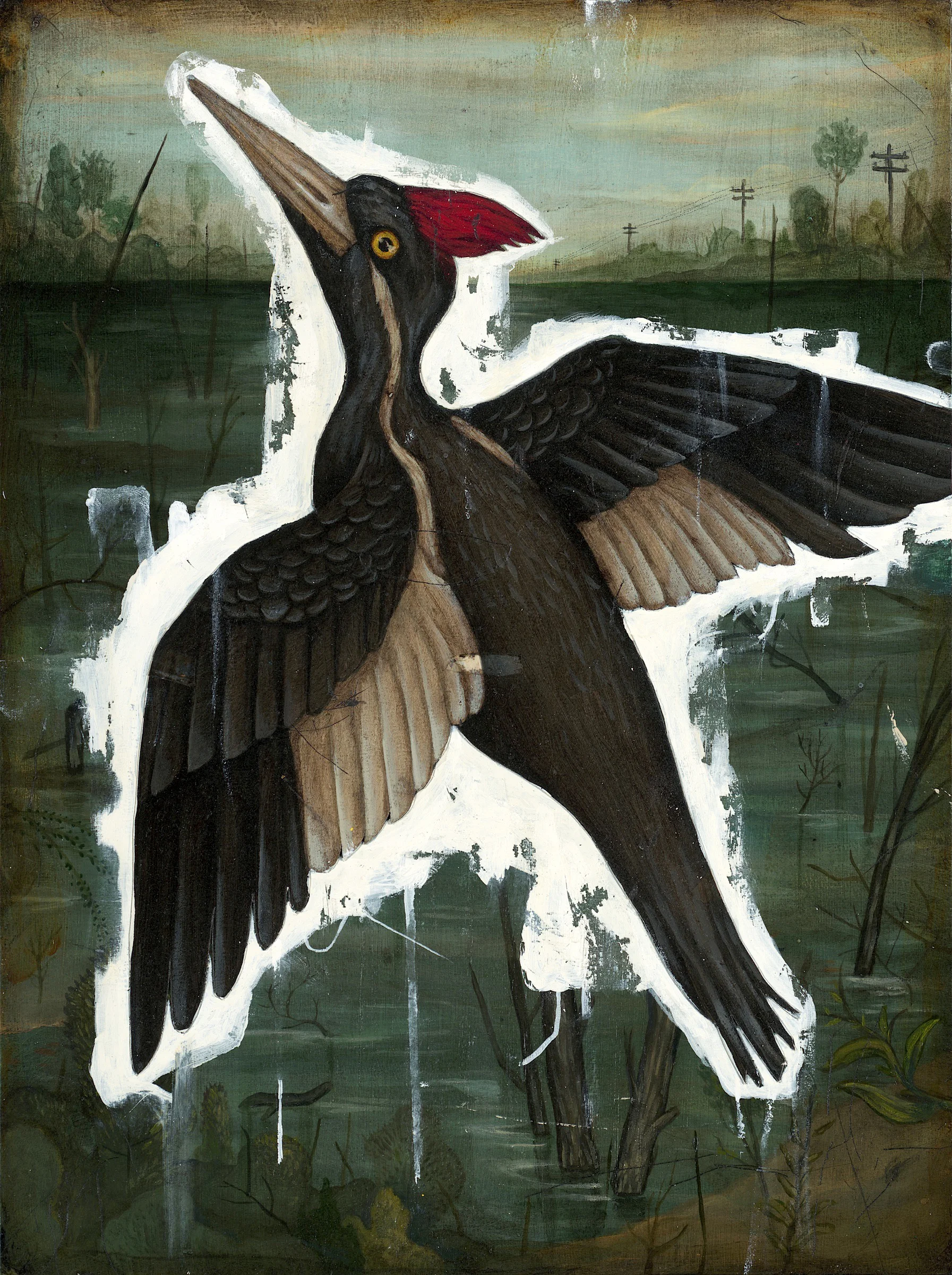 Outside / The Thing With Feathers: A search for the Ivory Billed Woodpecker, presumed extinct