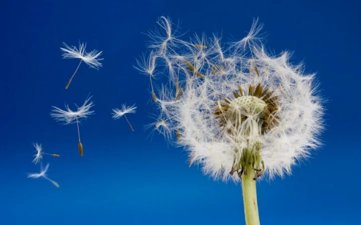 Ep21,Pt1: The GOP Dandelion Phenomenon, plus a Super Bowl Party Recap