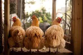 Ep48: Just Us Chickens in Post Bonnaroo Beleagurement