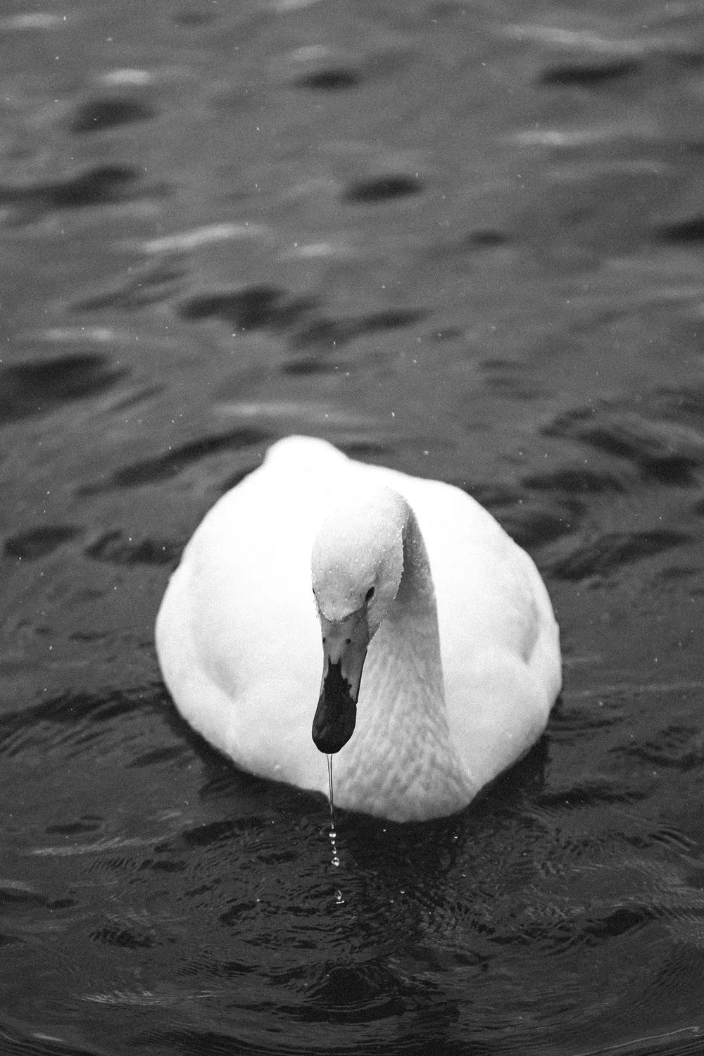 Portraits+of+a+Swan+-+Hokkaido,+Japan+|+Faune+Magazine-2.jpeg