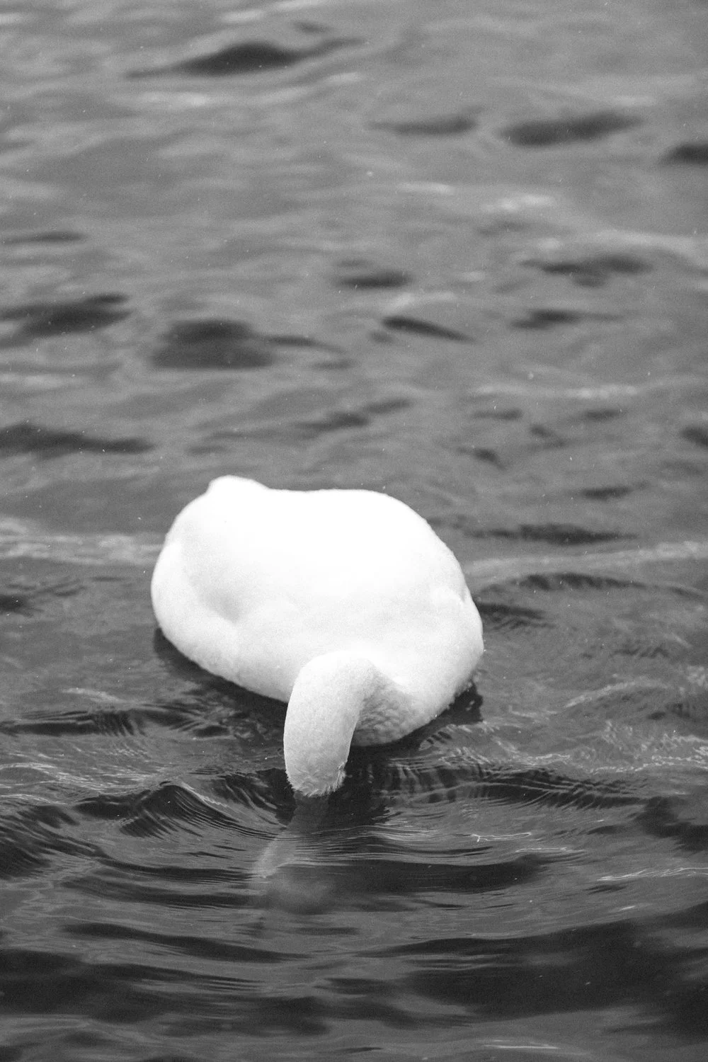 Portraits+of+a+Swan+-+Hokkaido,+Japan+|+Faune+Magazine.jpeg