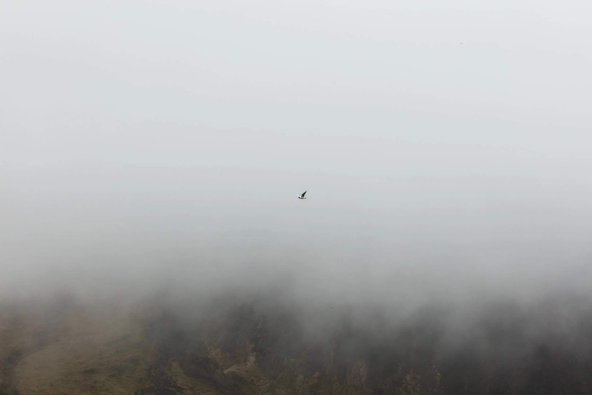 Landscapes+West+Iceland+-+Faune.jpg