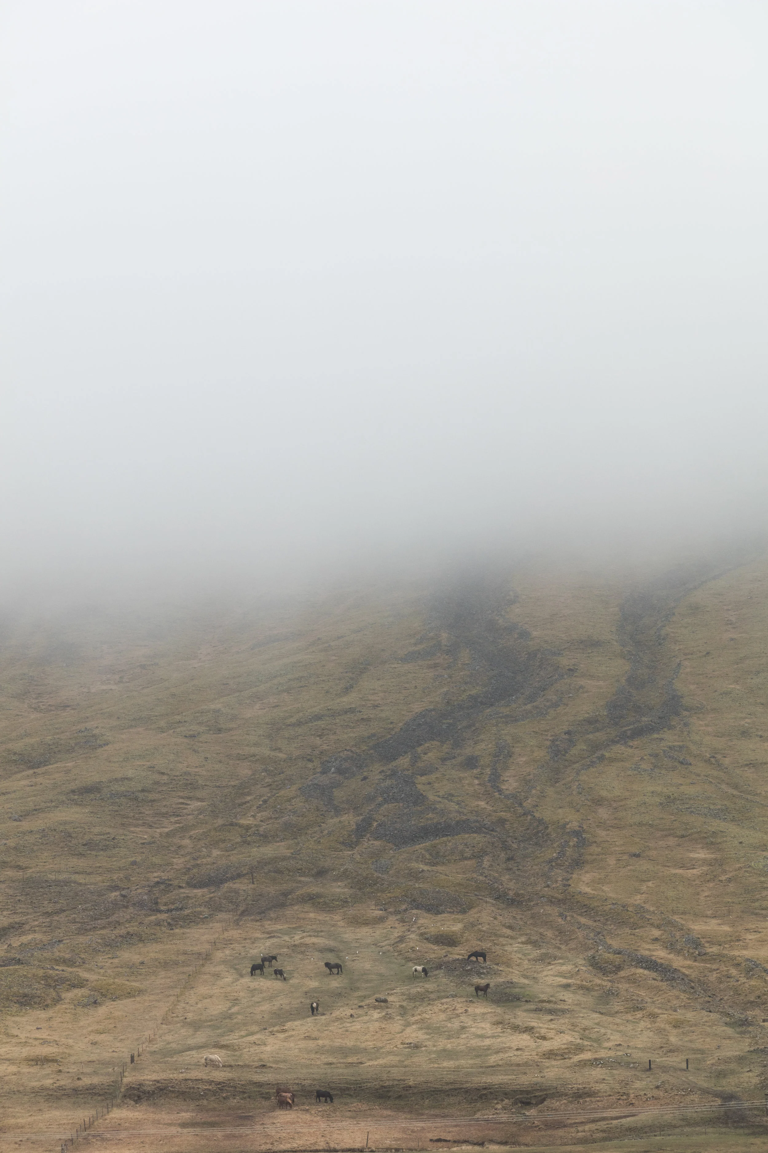 Landscapes+West+Iceland+-+Faune.jpg