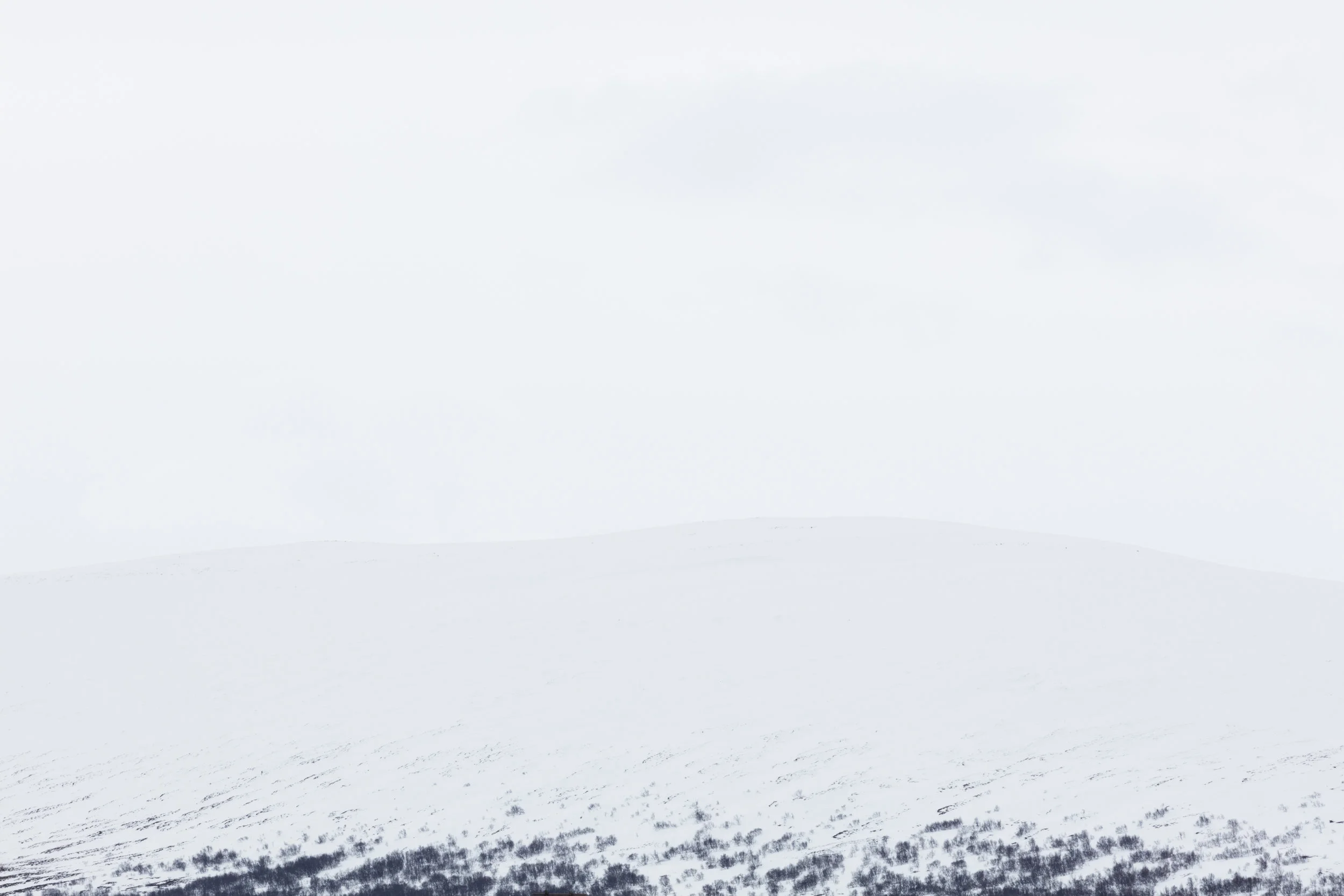 Landscapes+North+Iceland+-+Faune.jpg