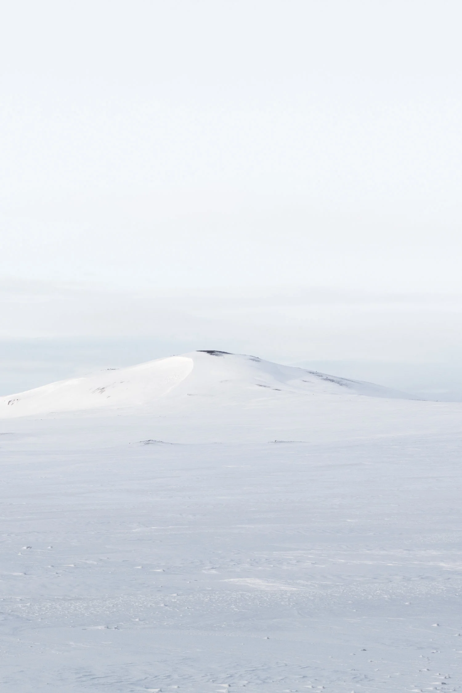 Landscapes+North+Iceland+-+Faune.jpg
