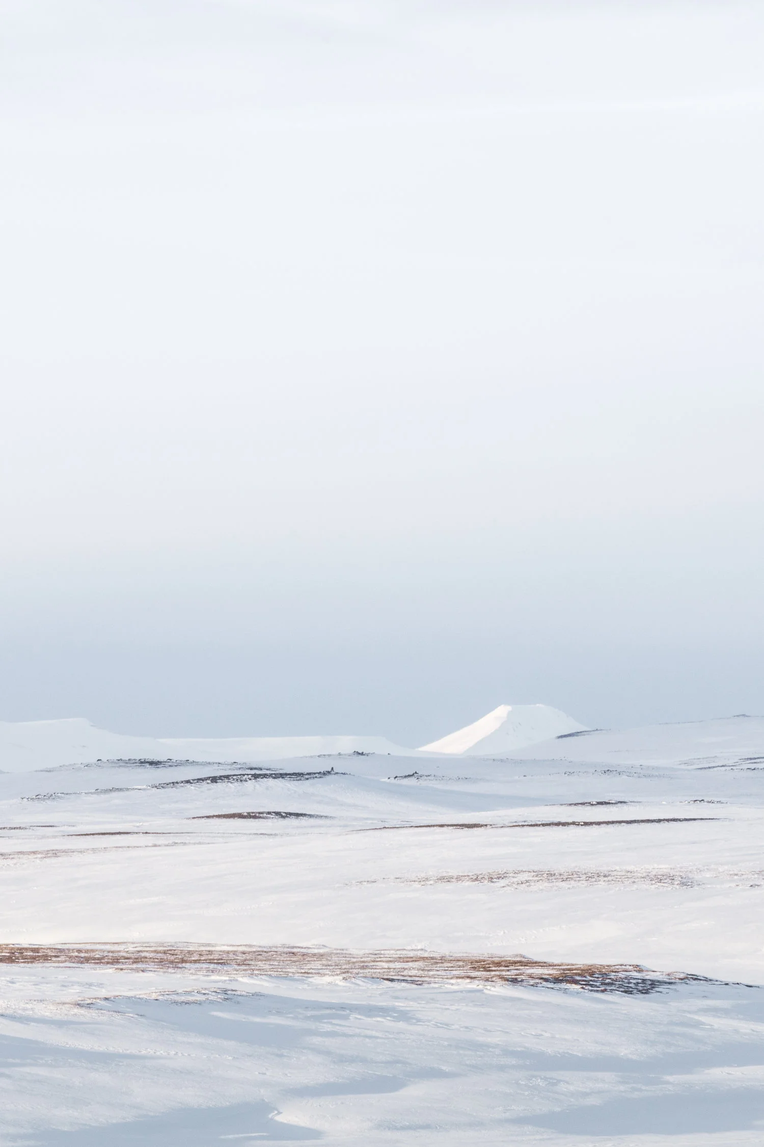 Landscapes+North+Iceland+-+Faune.jpg