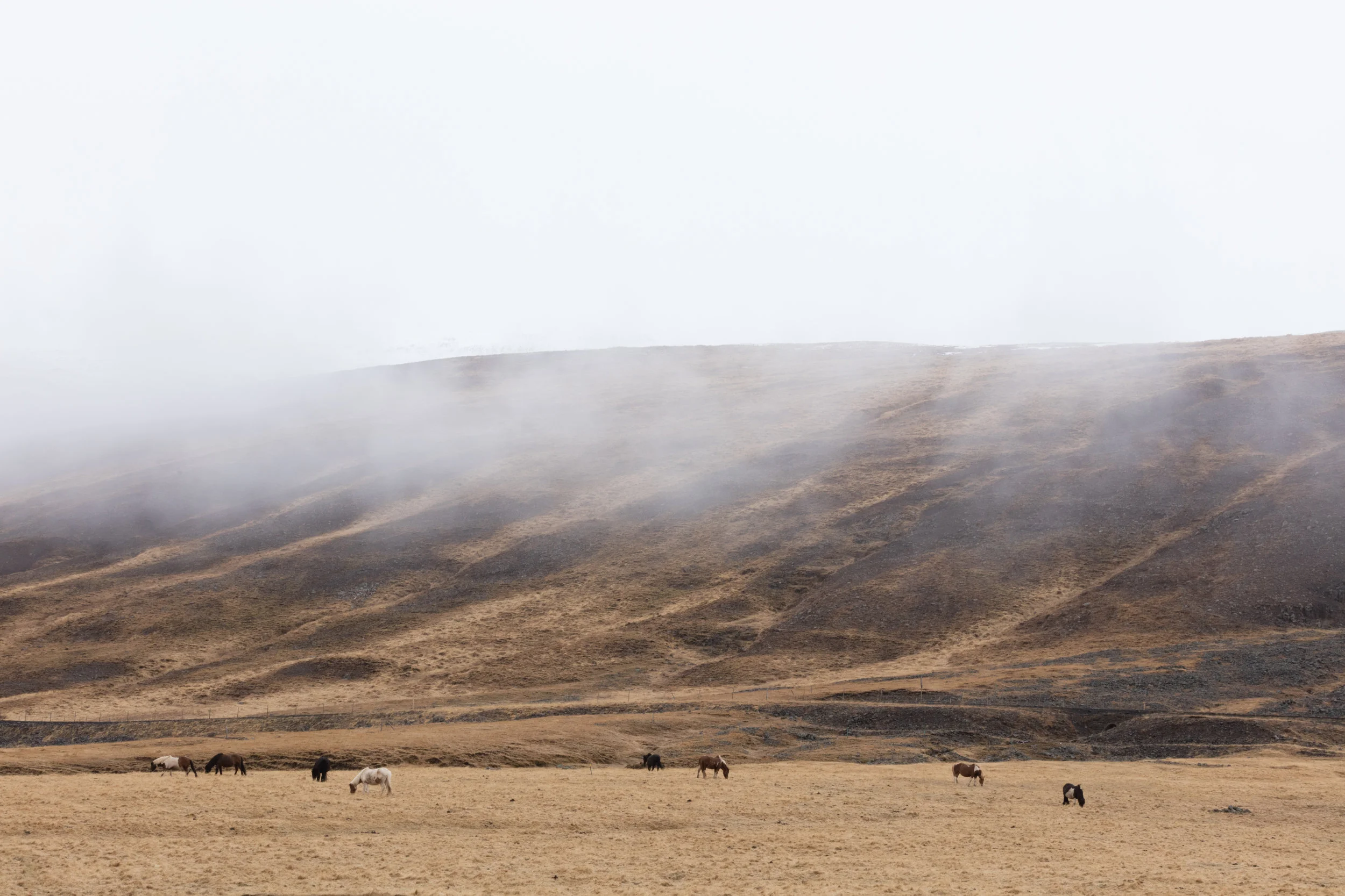 Icelandic+Horses+|+Landscapes+North+Iceland+-+Faune.jpg