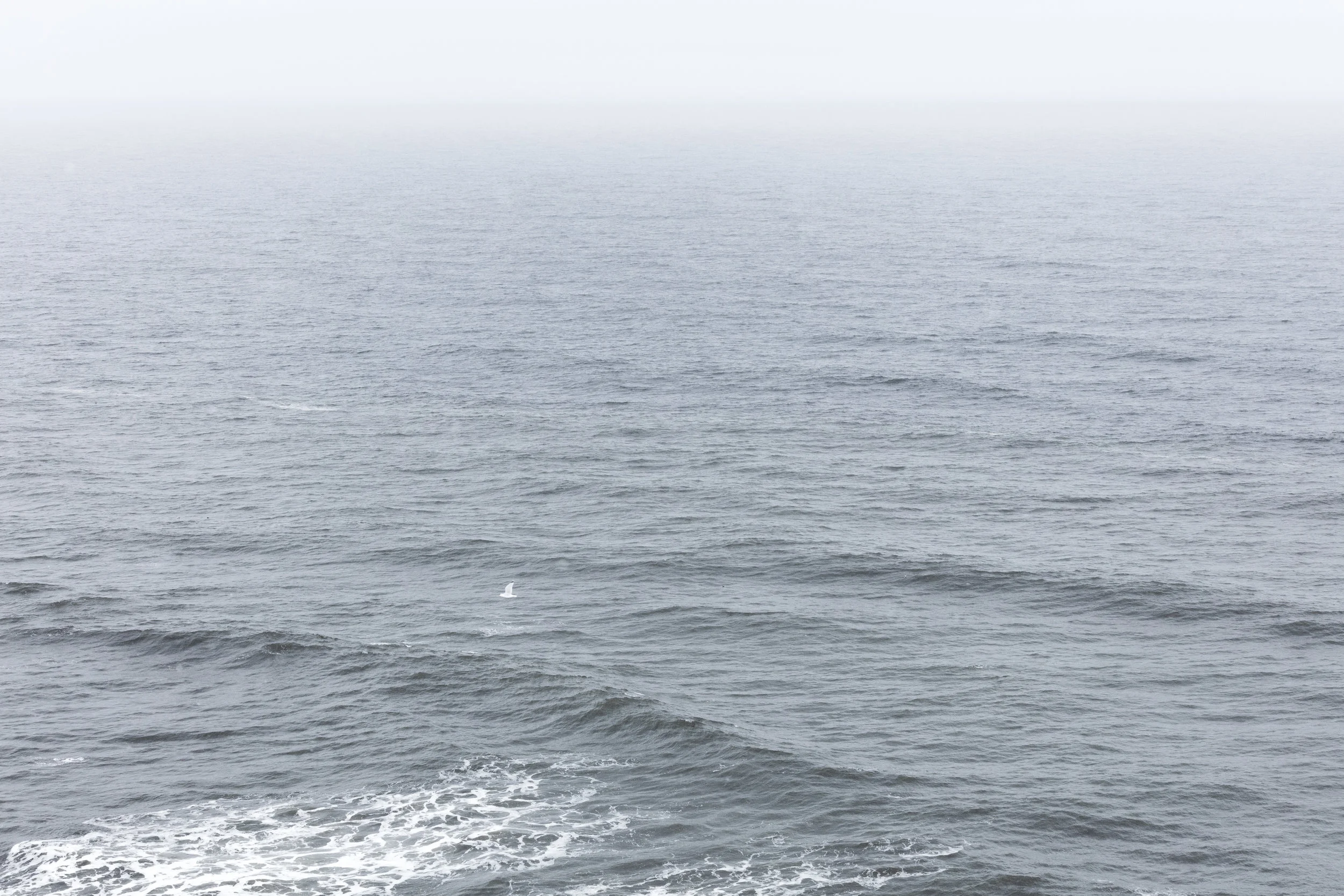 An+arctic+Tern+flies+over+the+swaying+ocean+|+East+Iceland+-+Faune.jpg