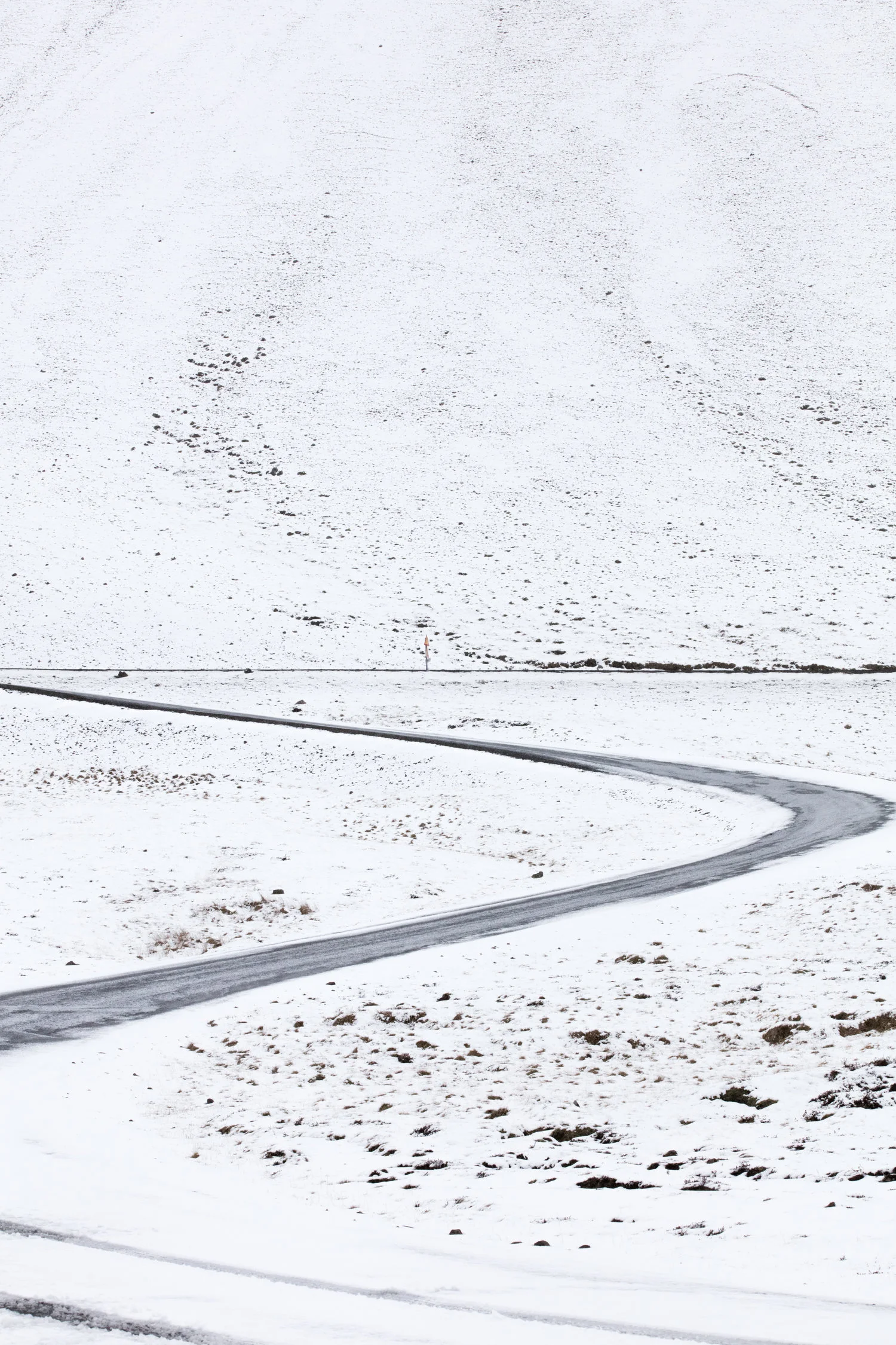 East+Iceland+-+Faune.jpg