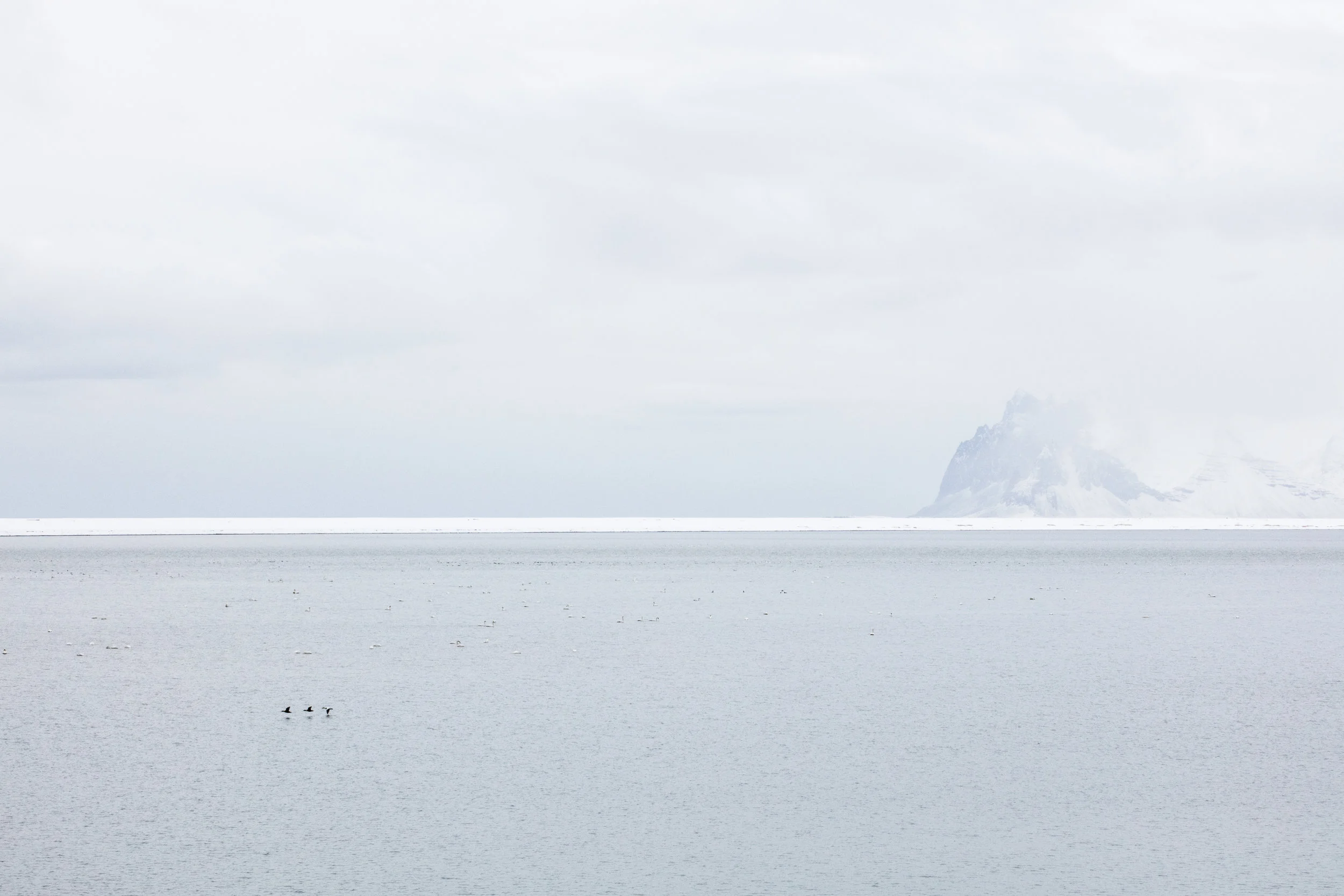 Dozens+of+sea+birds+gather+in+East+Iceland+-+Faune.jpg
