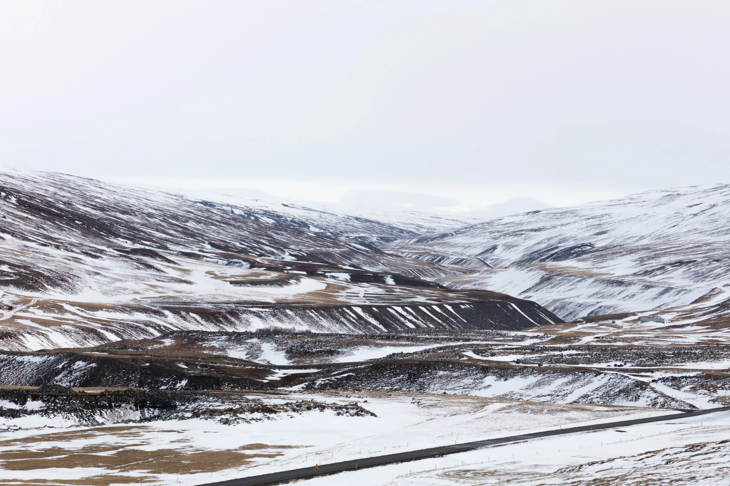 East+Iceland+-+Faune.jpg