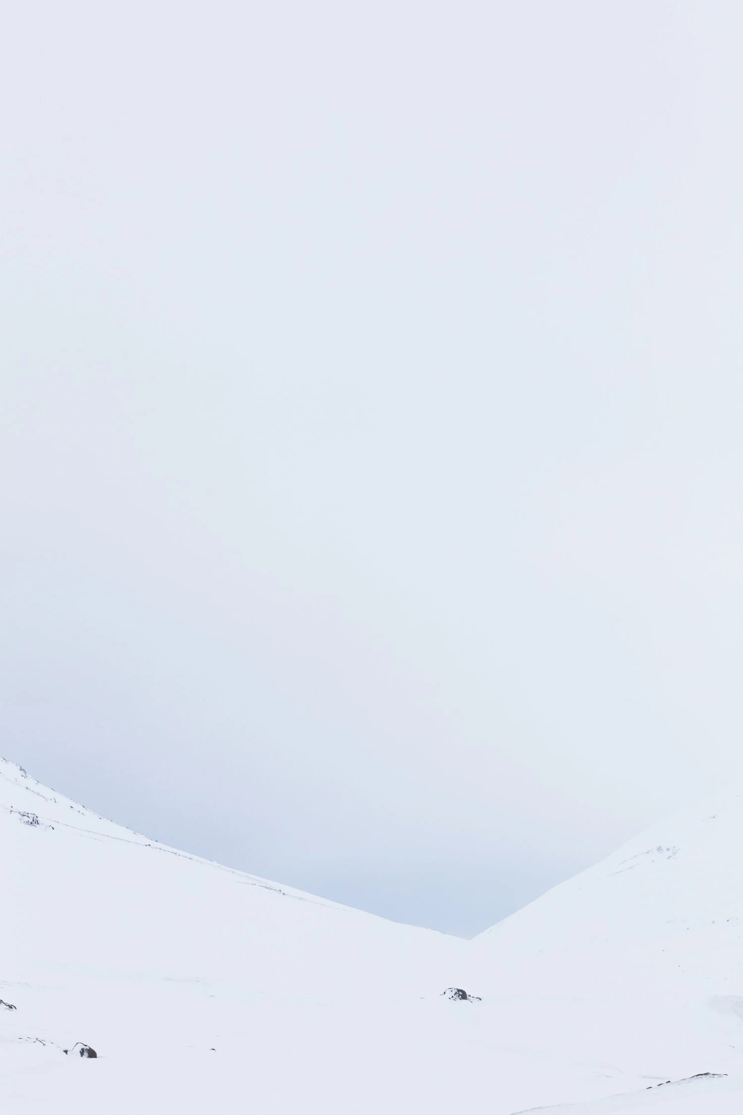 East+Iceland+-+Faune.jpg