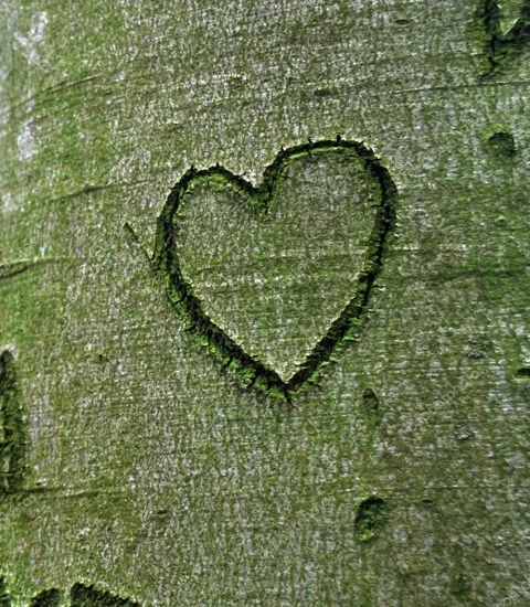 Schubert - Die schöne Müllerin