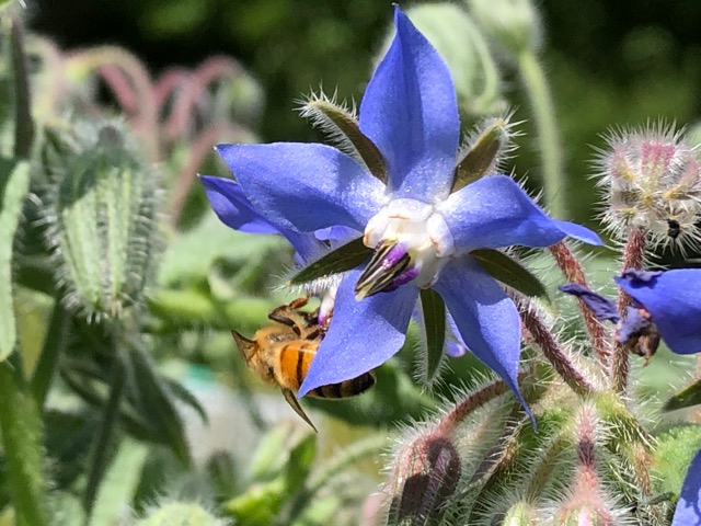 One of Timothy Merton's honey bees on a borage flower. Putney, VT