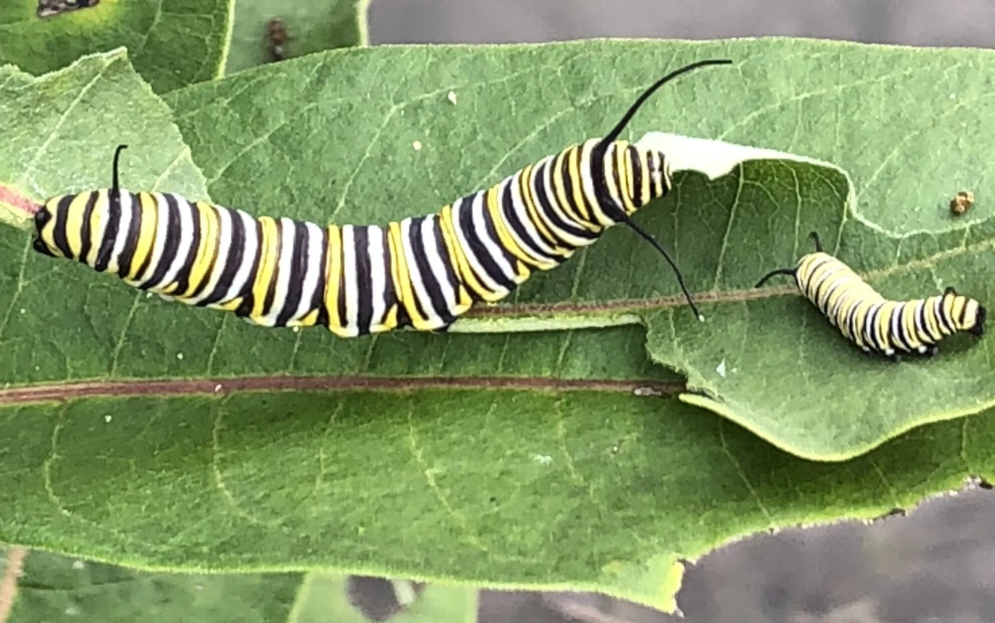 Beauty through Adversity: Mozart’s Divertimento in E-flat major, K. 563 for string trio