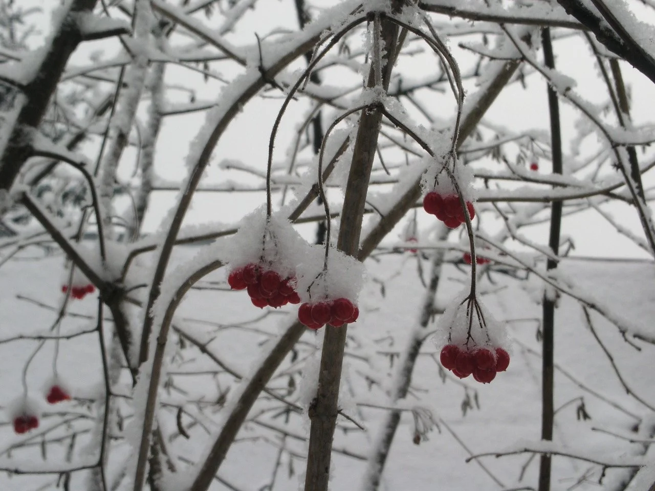 December 2024 Newsletter